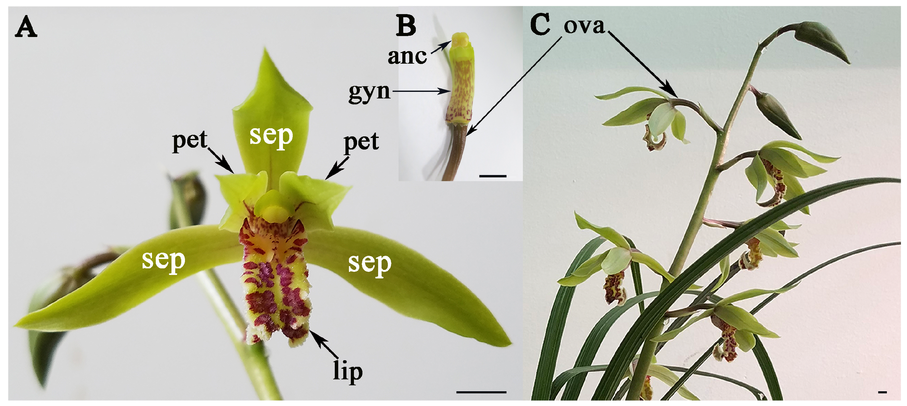 Agronomy 09 00425 g001 Agronomy 09 00425 g001