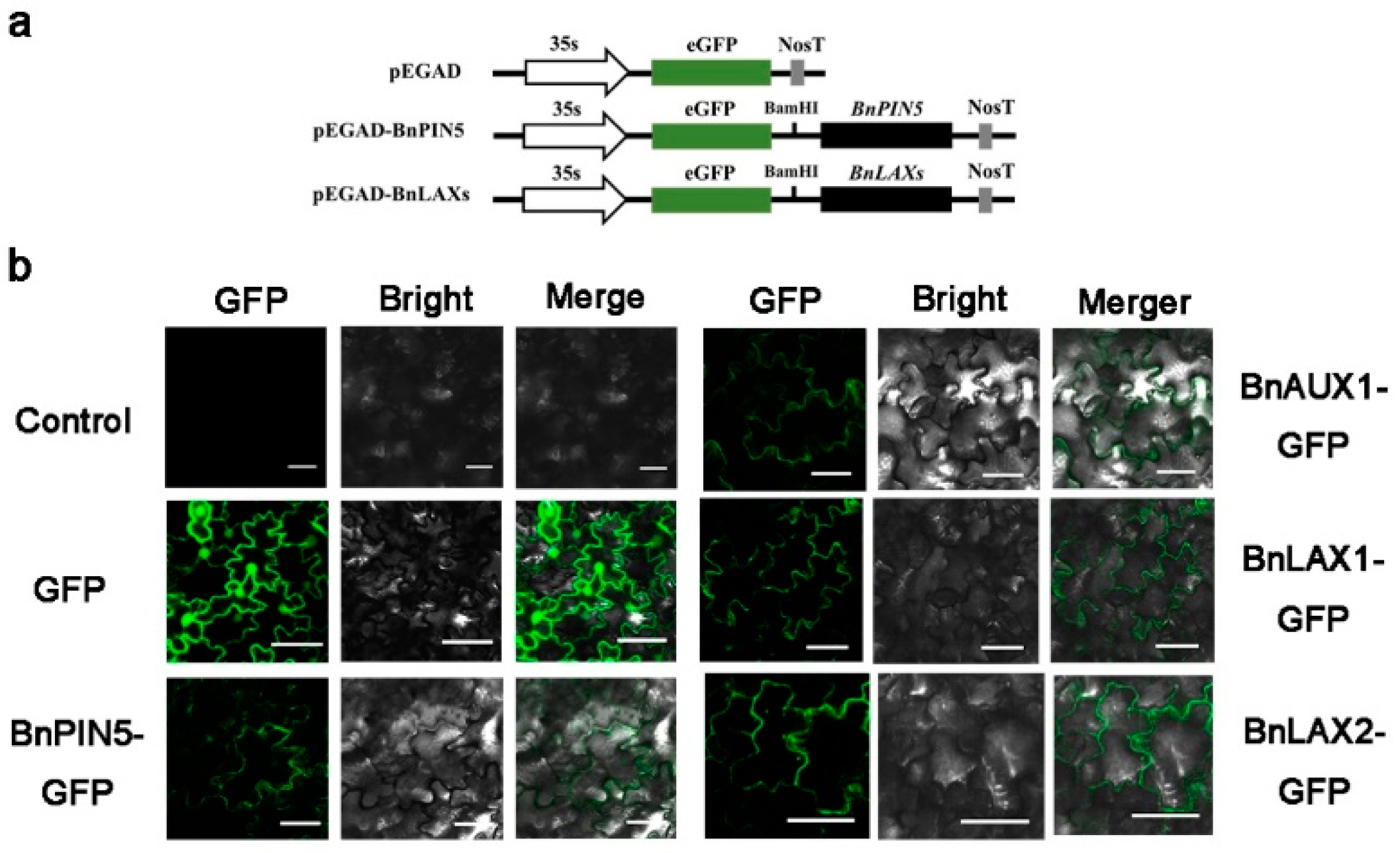 Agronomy 09 00435 g007