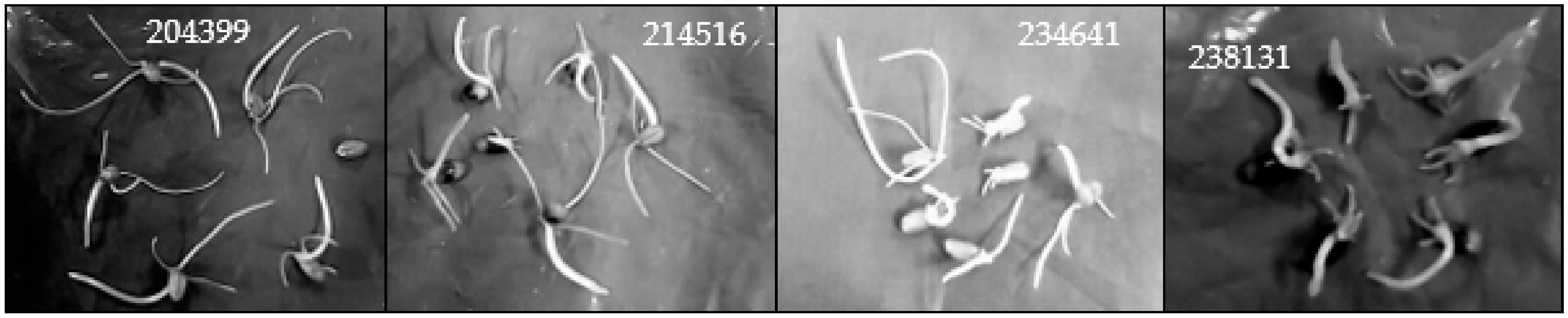 Agronomy 09 00440 g001 Agronomy 09 00440 g001
