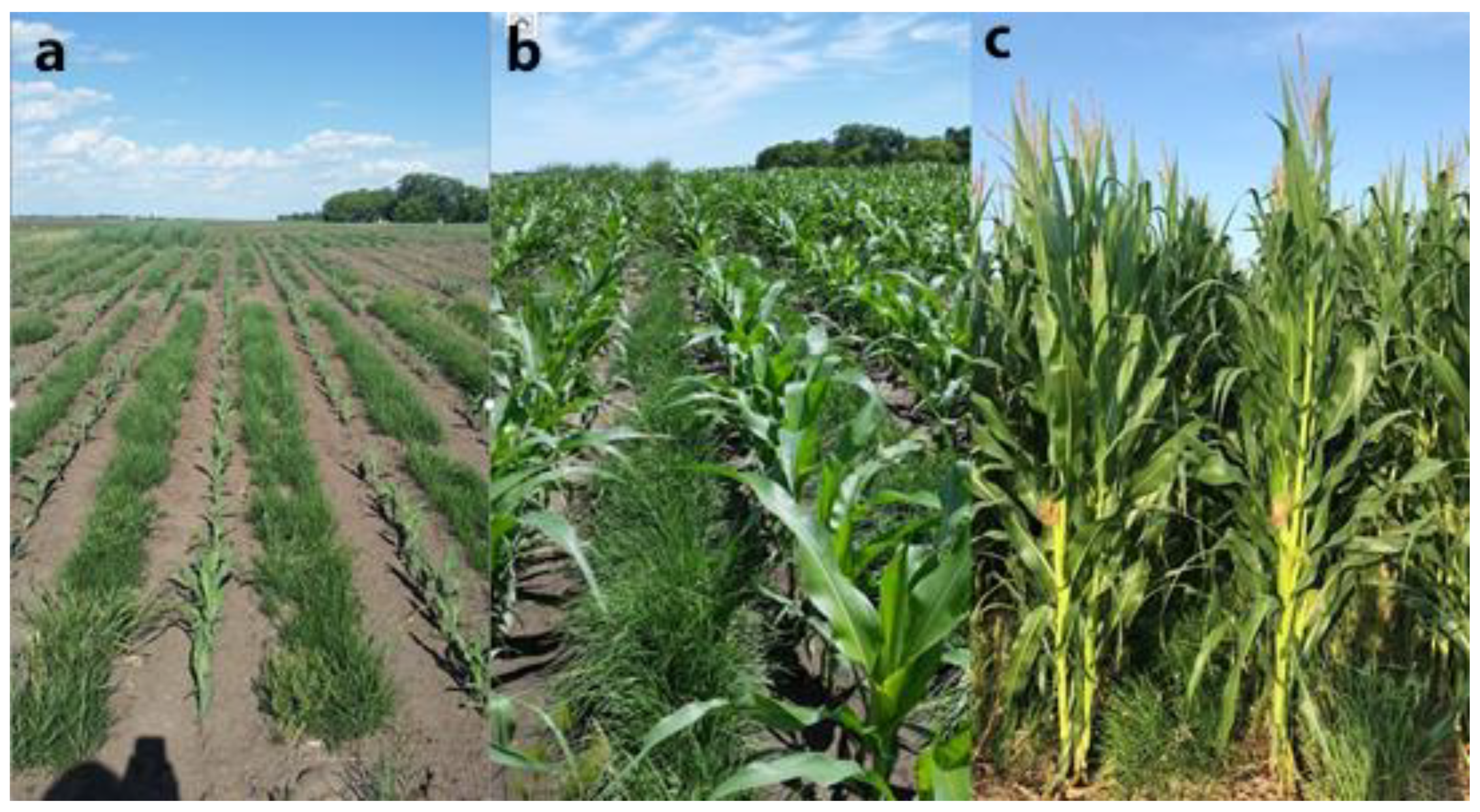 Agronomy 09 00458 g007