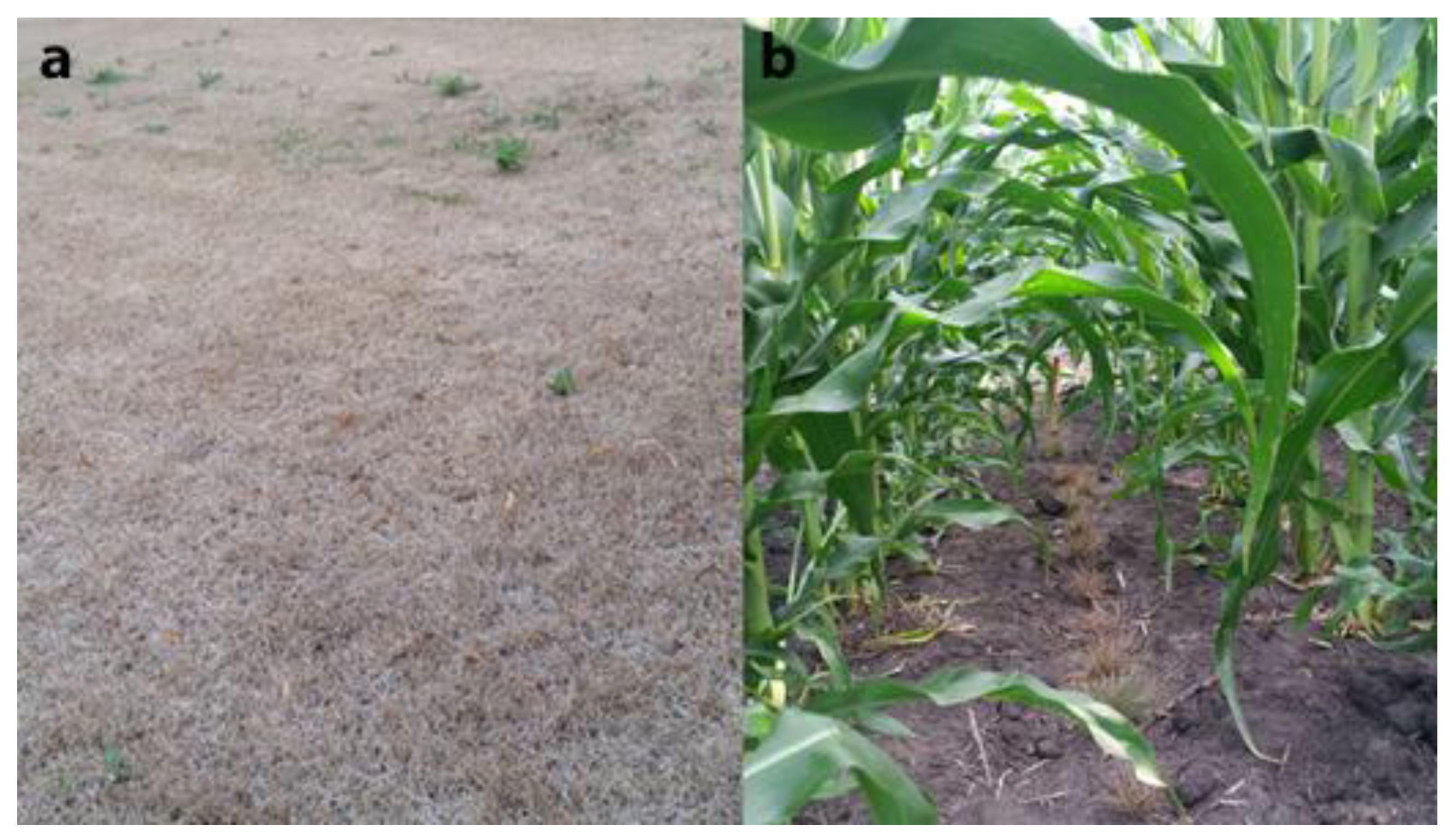 Agronomy 09 00458 g008