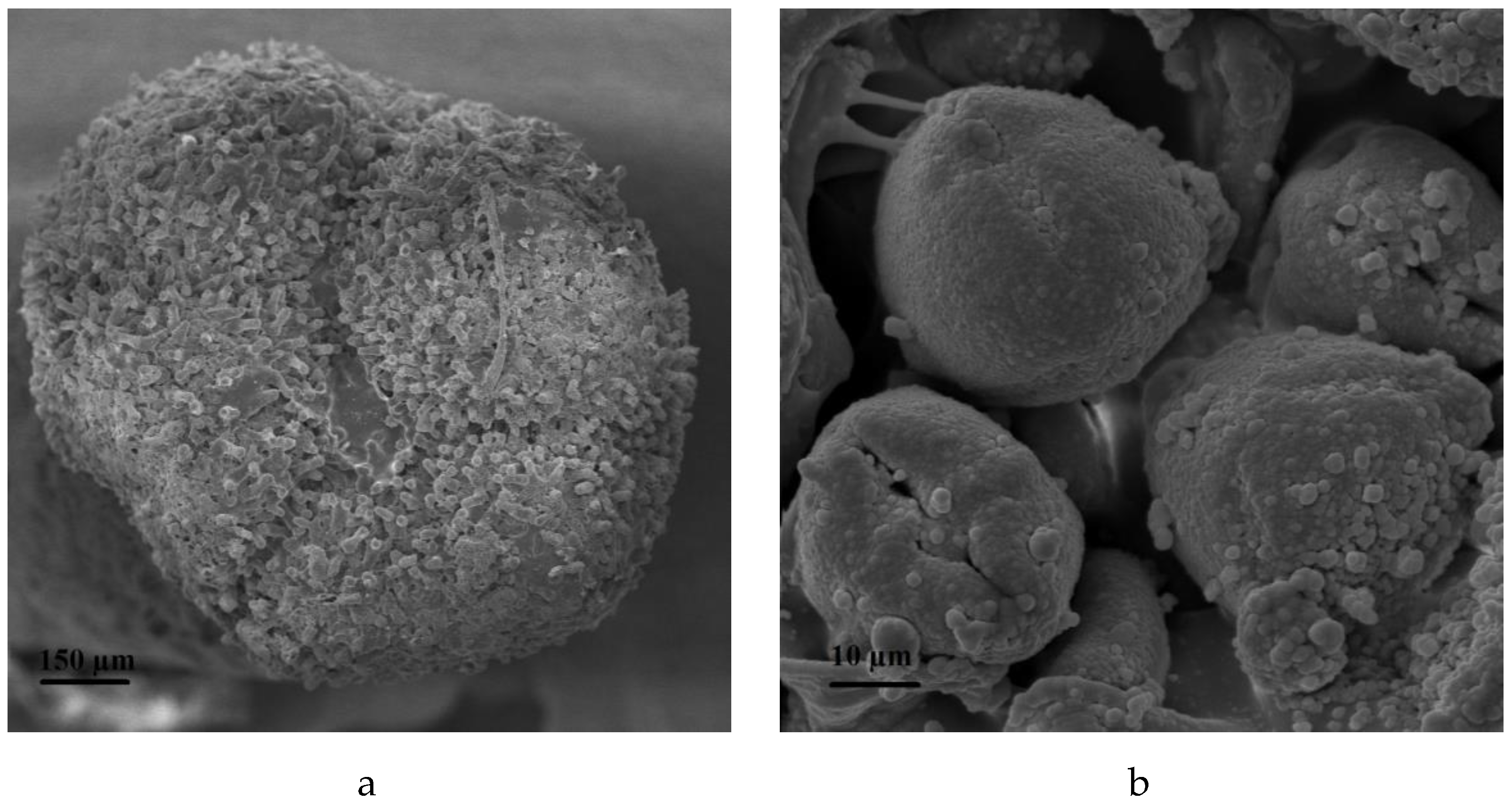 Agronomy 09 00482 g002 Agronomy 09 00482 g002