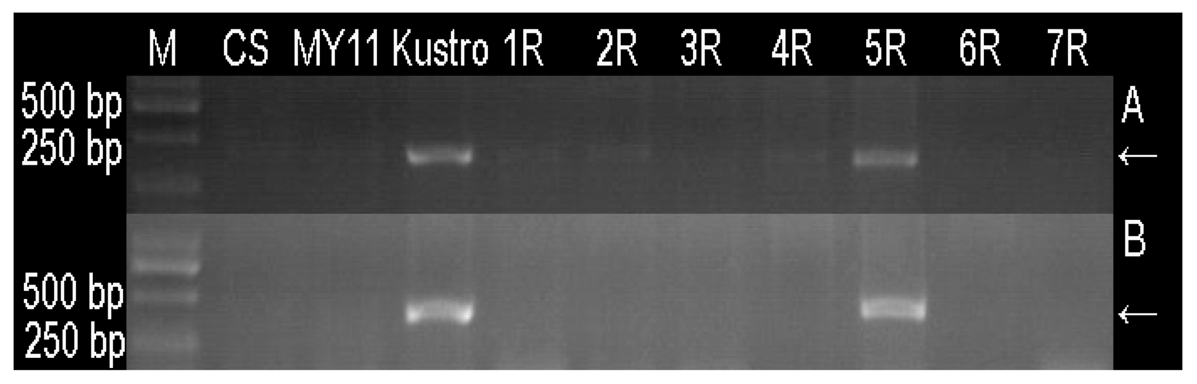 Agronomy 09 00498 g005 Agronomy 09 00498 g005