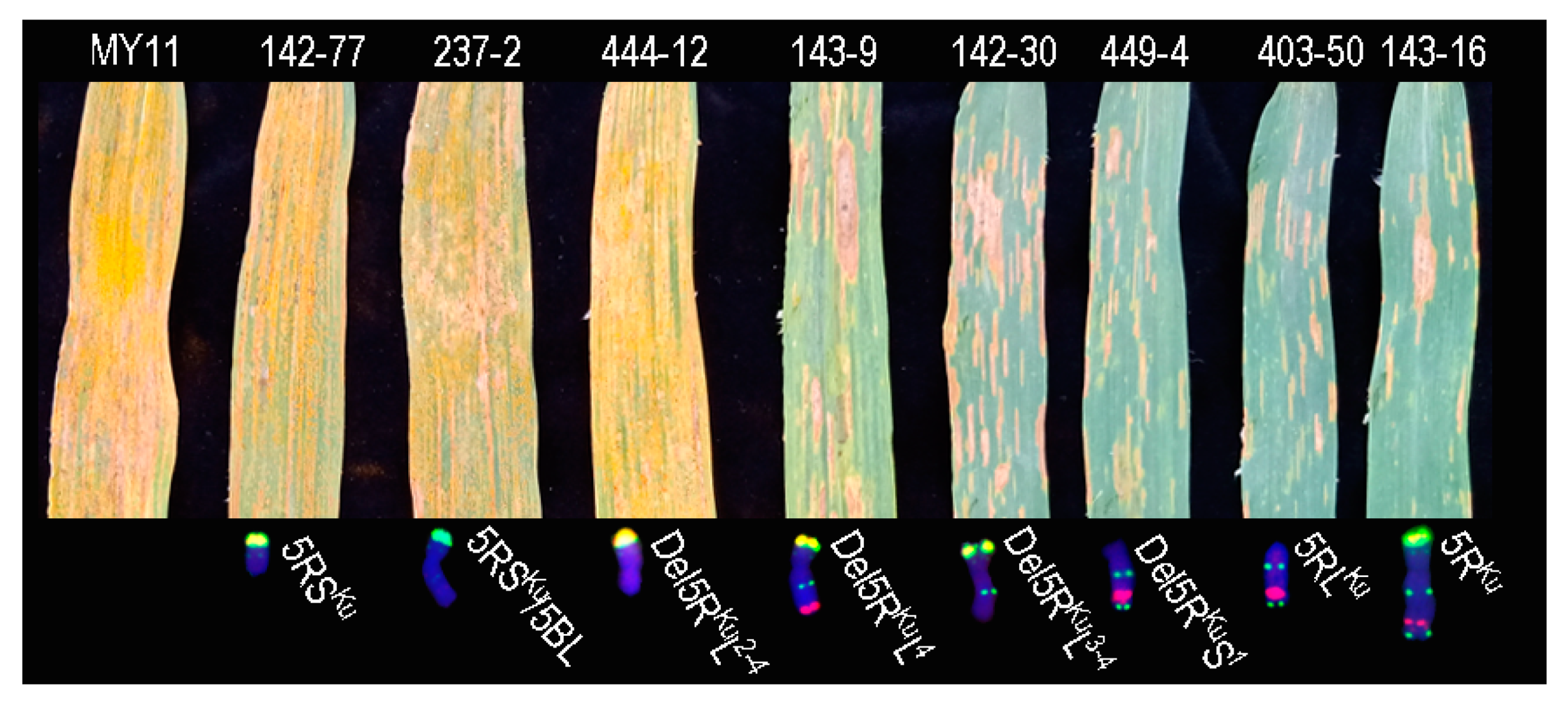 Agronomy 09 00498 g009 Agronomy 09 00498 g009