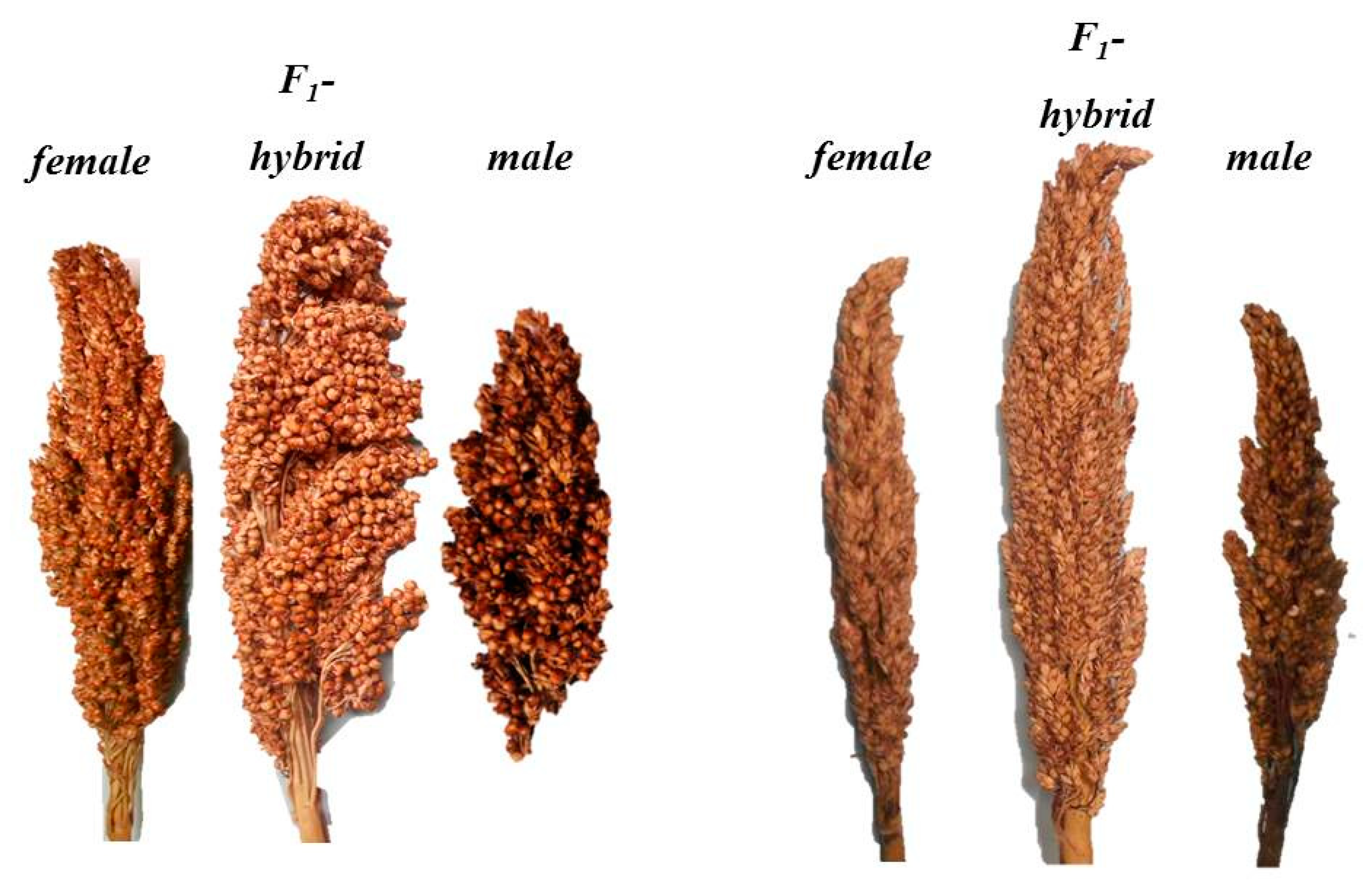 Agronomy 09 00508 g005
