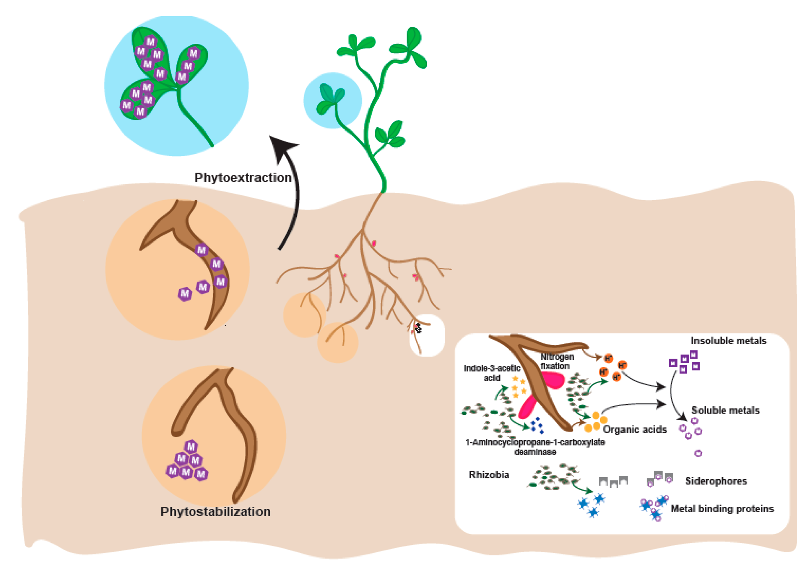 PDF) Heavy metal toxicity and possible Functional aspects of microbial  diversity in heavy metal contaminated sites: Microbial genomics in  sustainable agrosystems