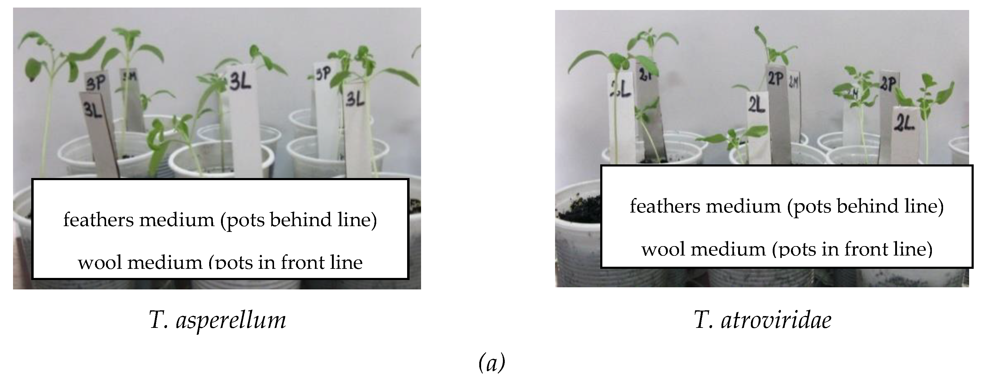 Agronomy 09 00543 g007a