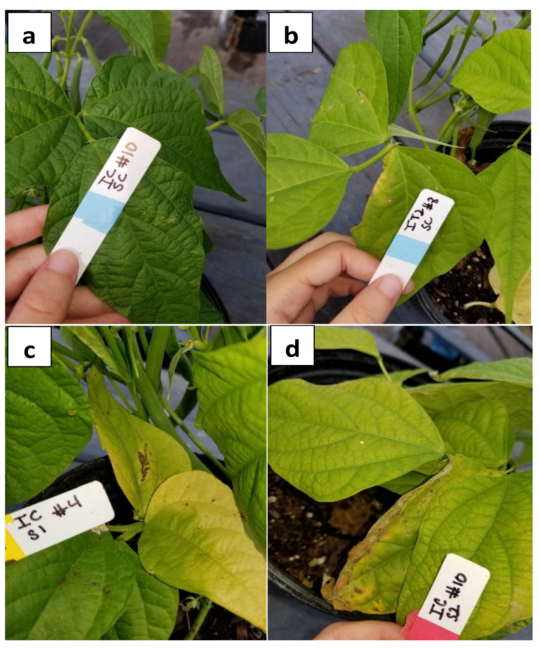 Agronomy 09 00545 g005