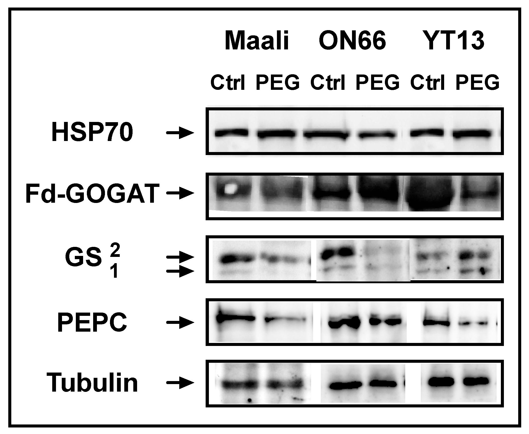 Agronomy 09 00550 g004 550