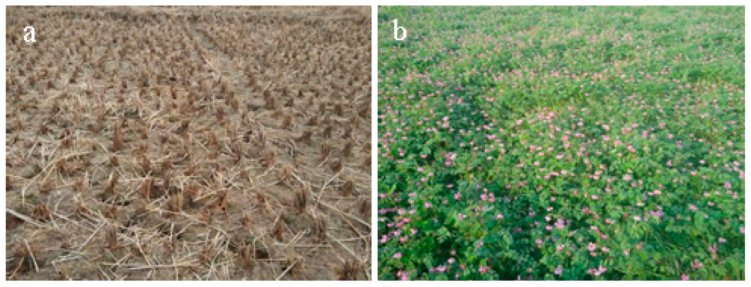 Agronomy Free FullText Leguminous Cover Crop Astragalus sinicus