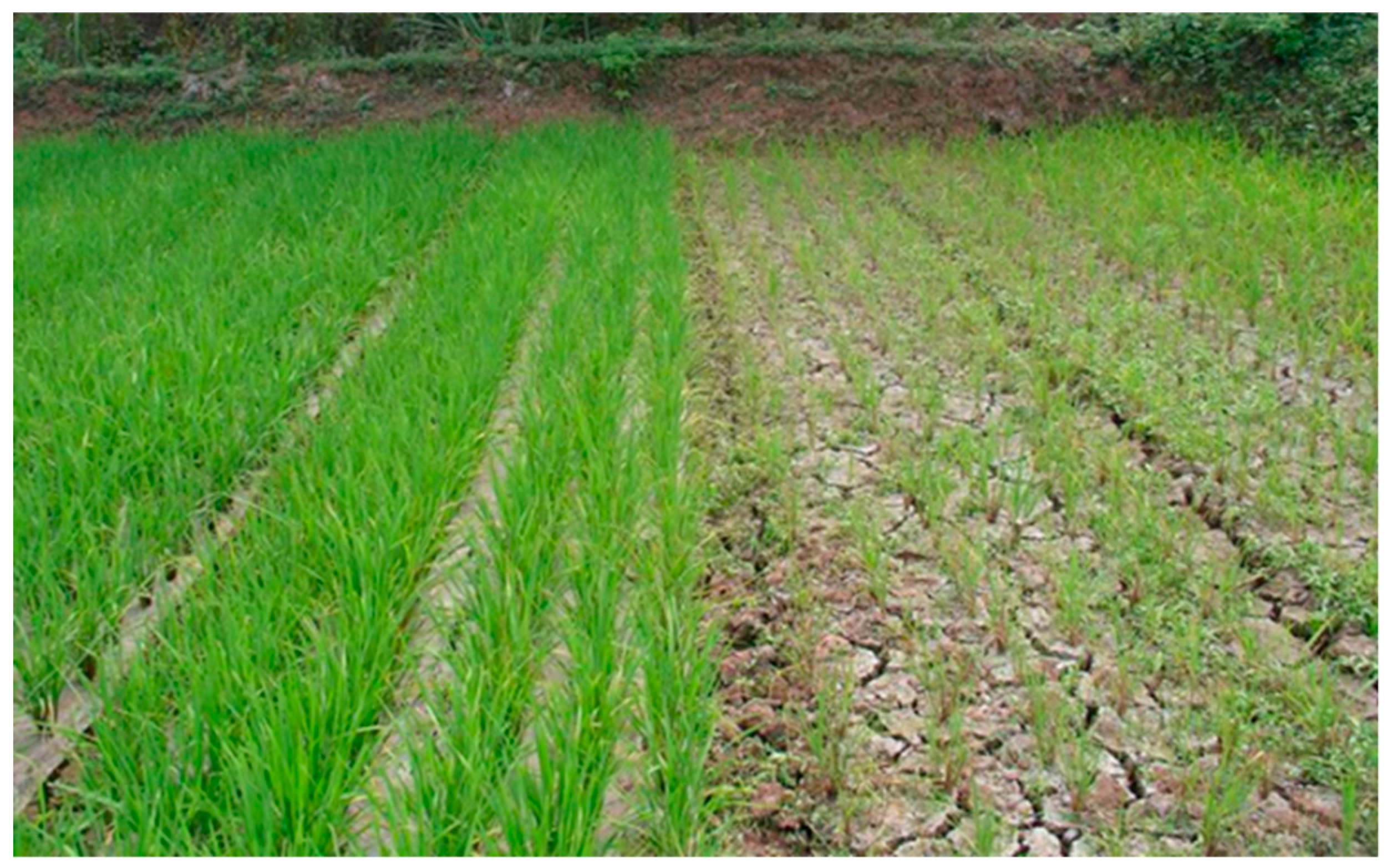 Agronomy 09 00600 g003