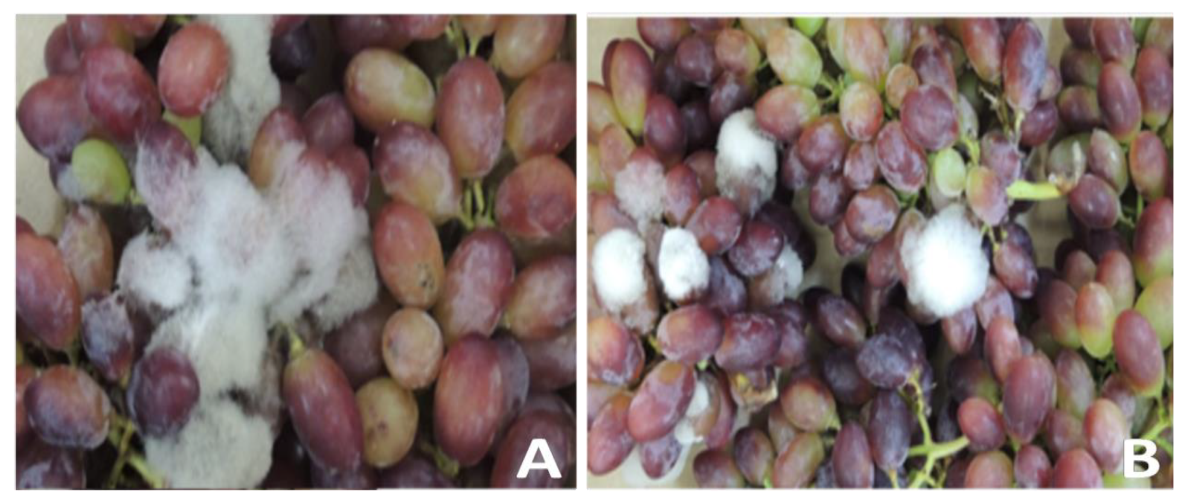 Agronomy 09 00603 g004 Agronomy 09 00603 g004