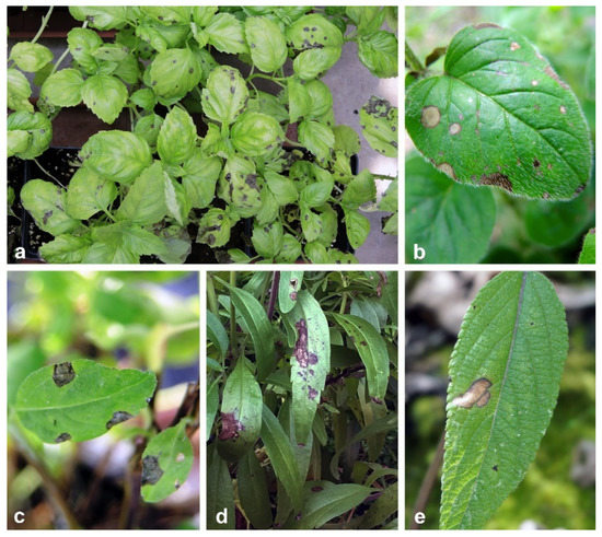 De Ree Oregano Oreganum Vulgare Herbs Herb Vegetable Plant 400 Seeds