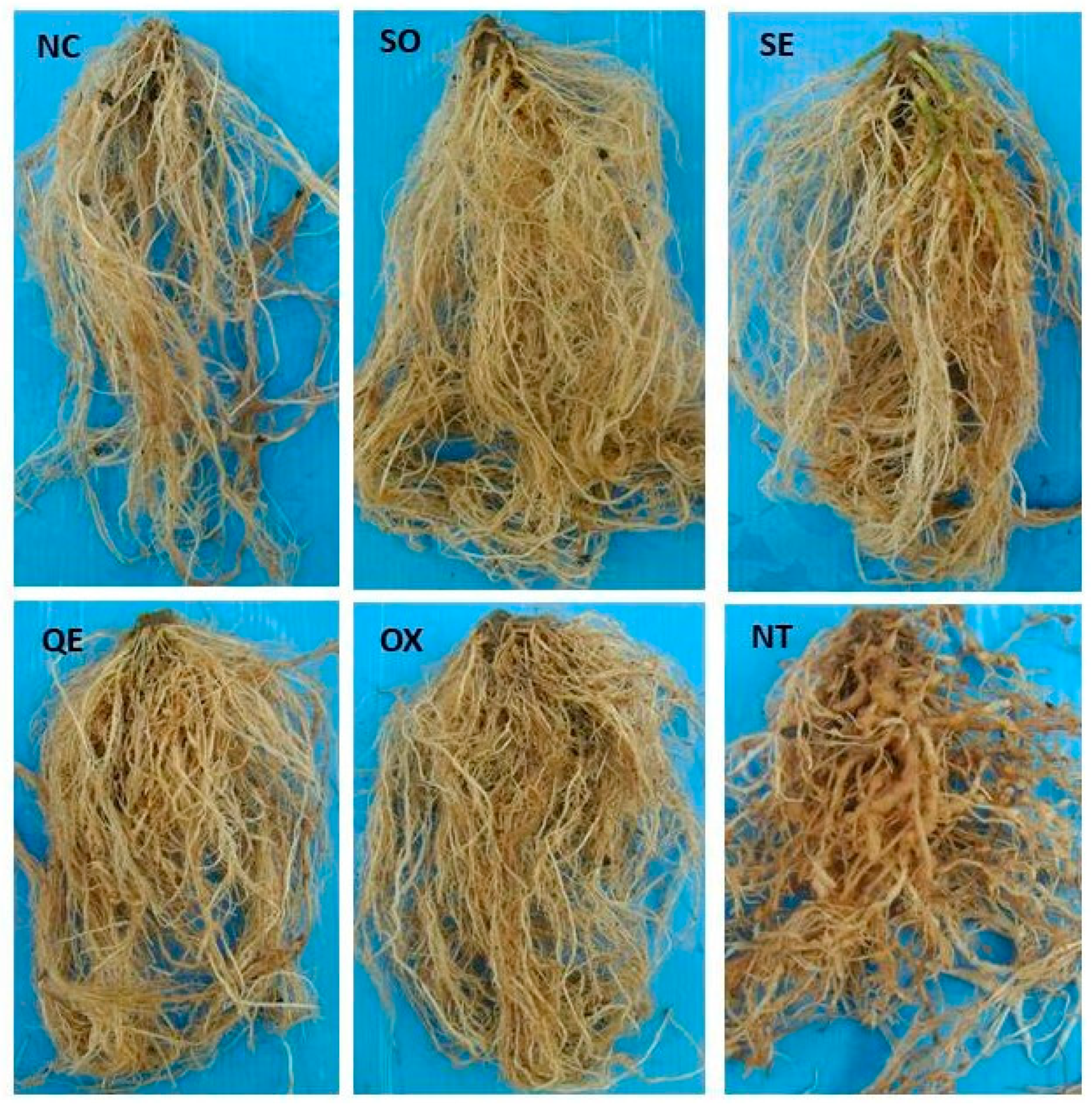 Agronomy 09 00616 g002