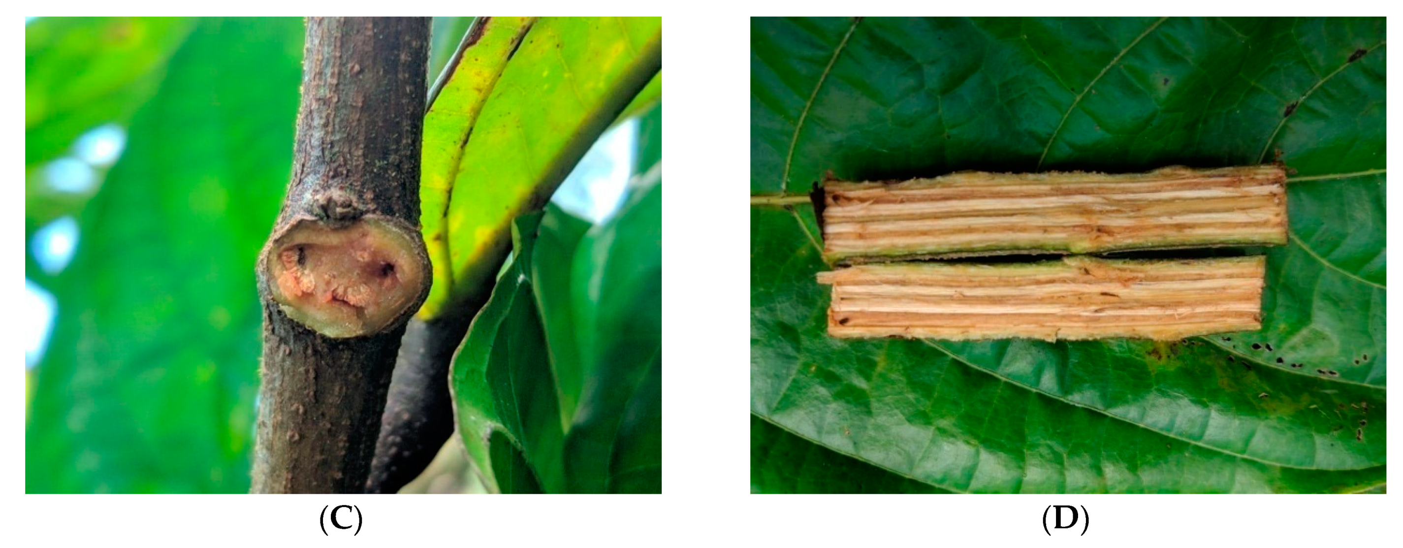 Agronomy | Free Full-Text | Dynamic of Vascular Streak Dieback Disease