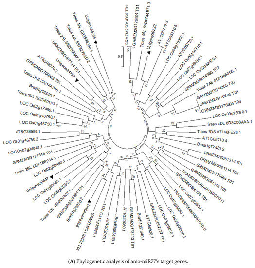 Functional Analysis of Three miRNAs in Agropyron mongolicum