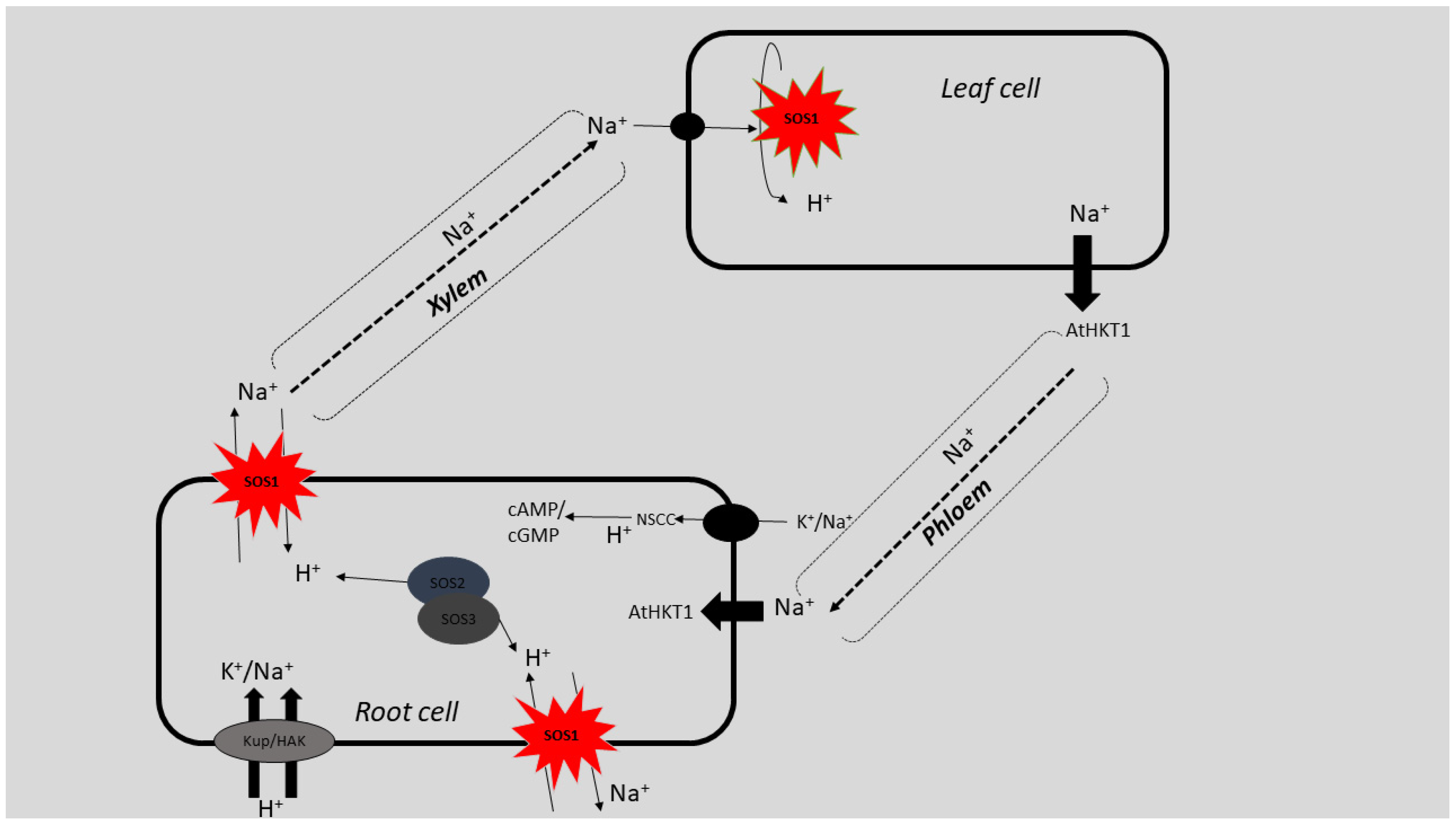 Agronomy 09 00687 g002 Agronomy 09 00687 g002