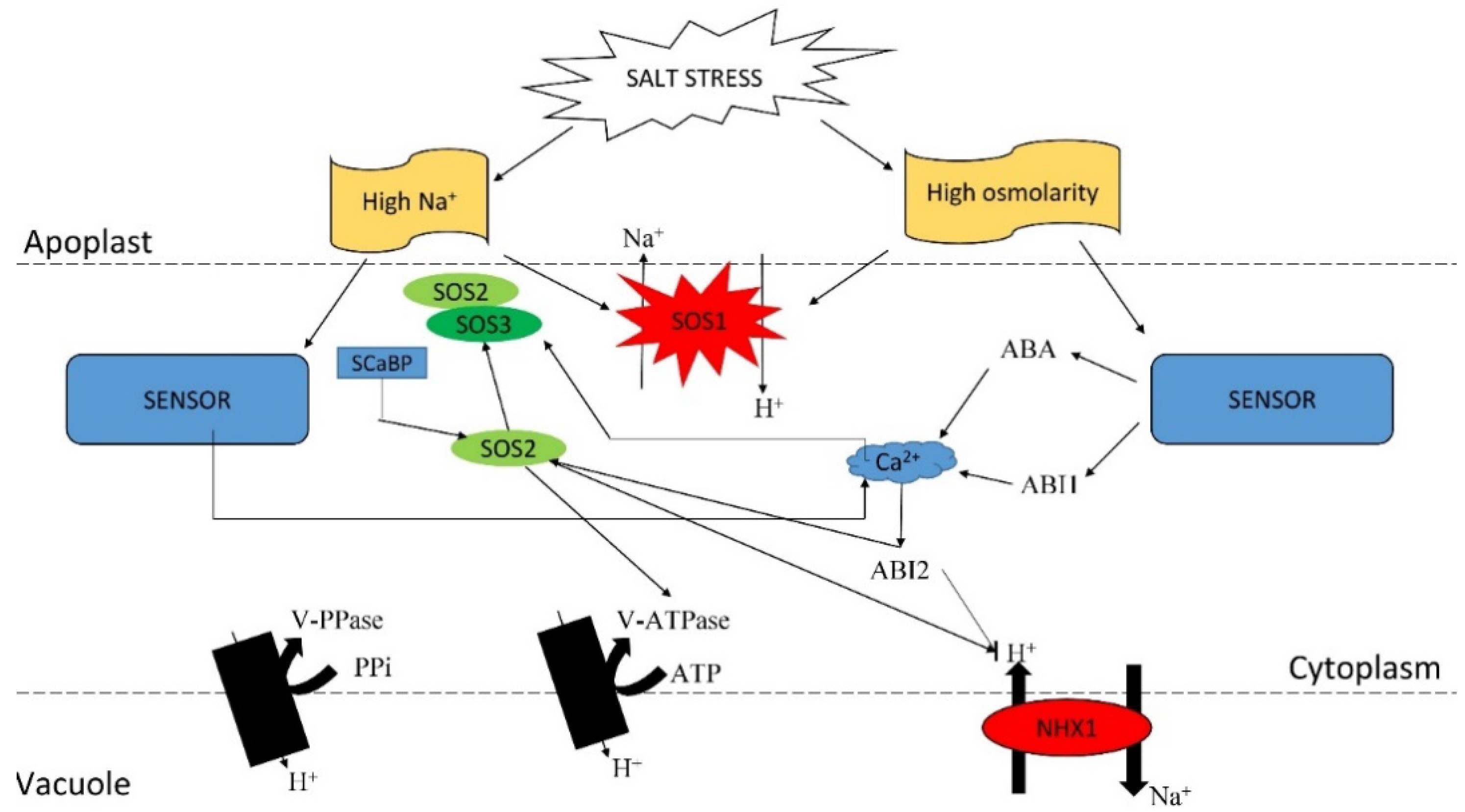 Agronomy 09 00687 g004 Agronomy 09 00687 g004