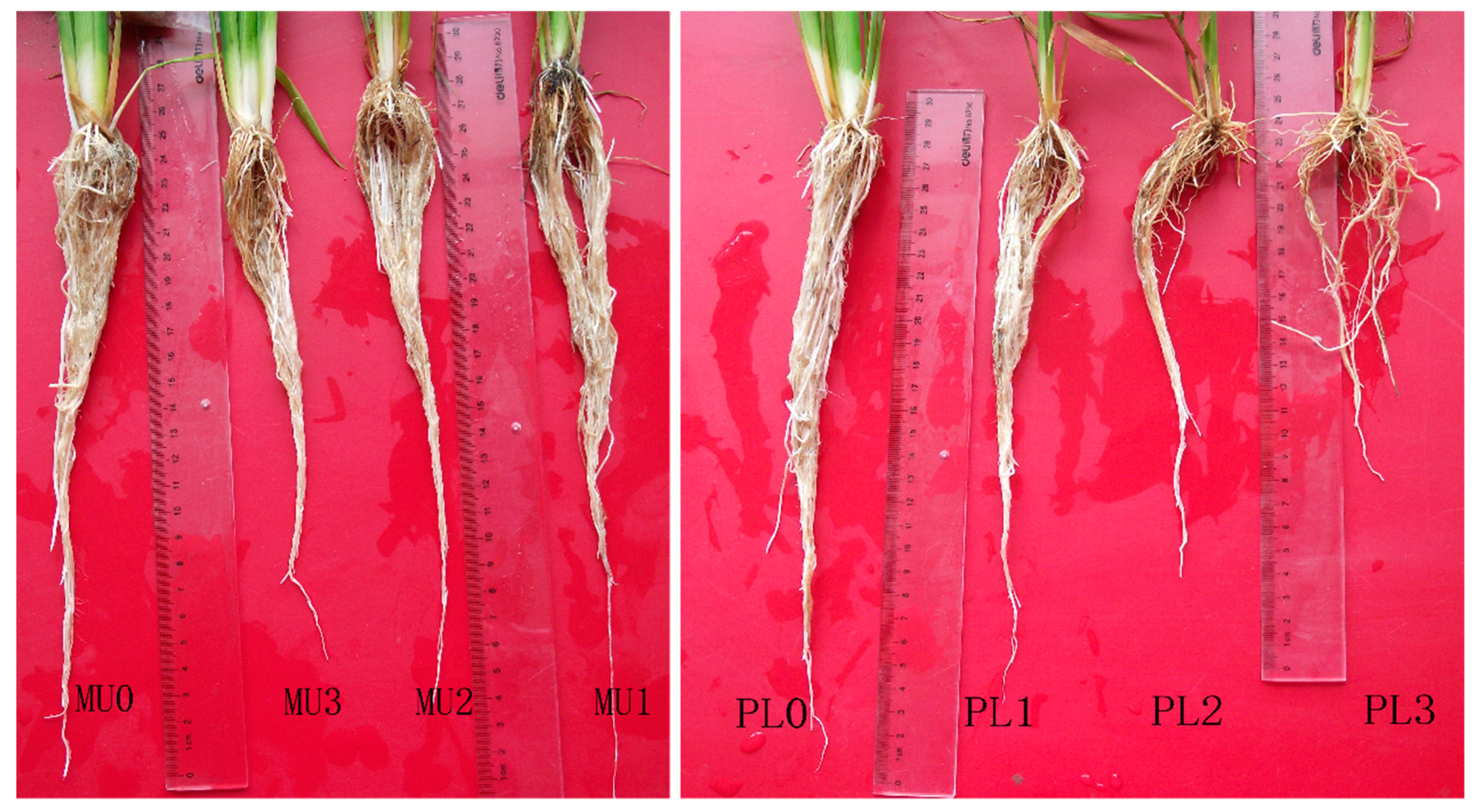 Agronomy 09 00690 g003 550