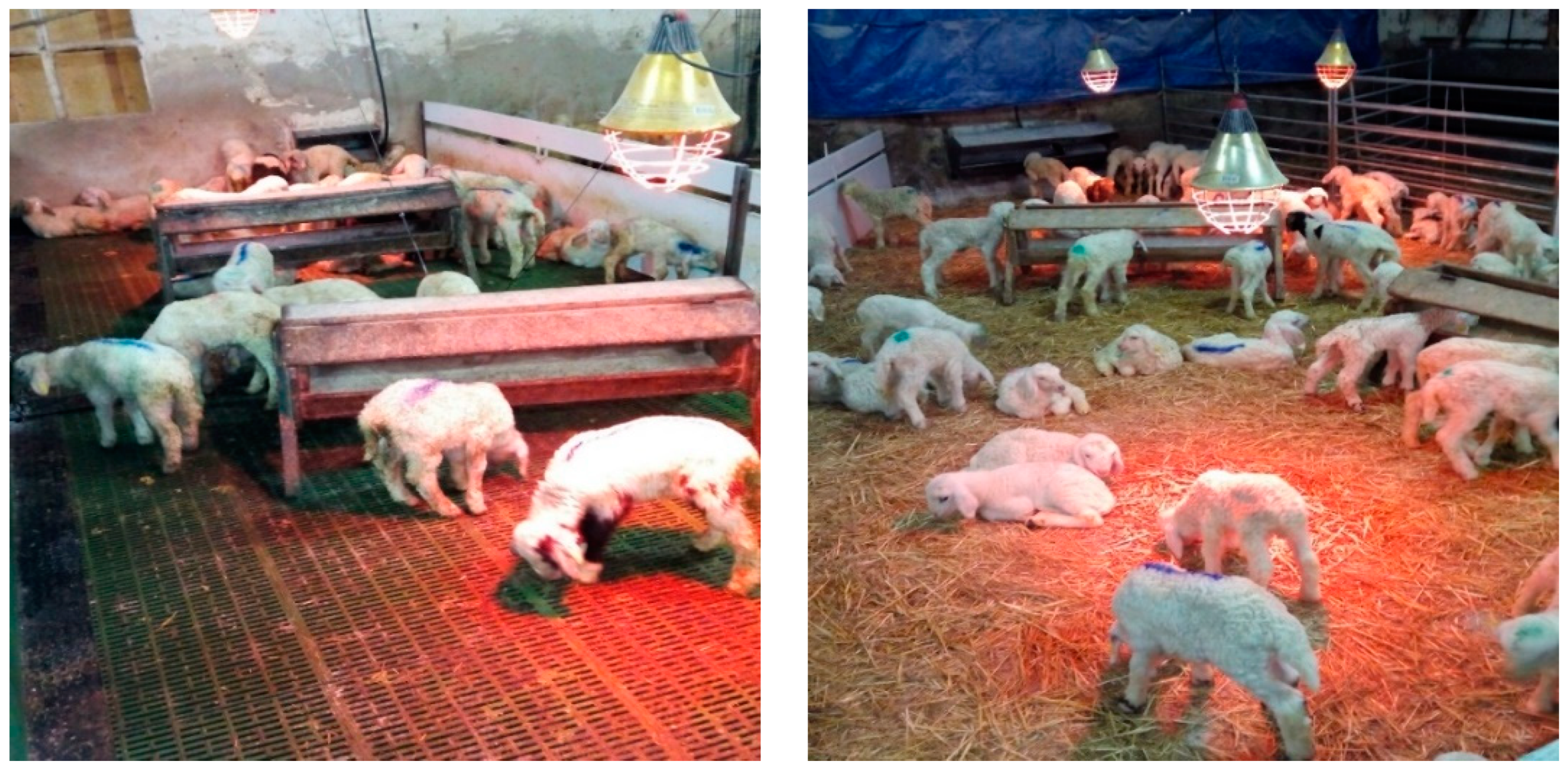 Agronomy 09 00694 g001