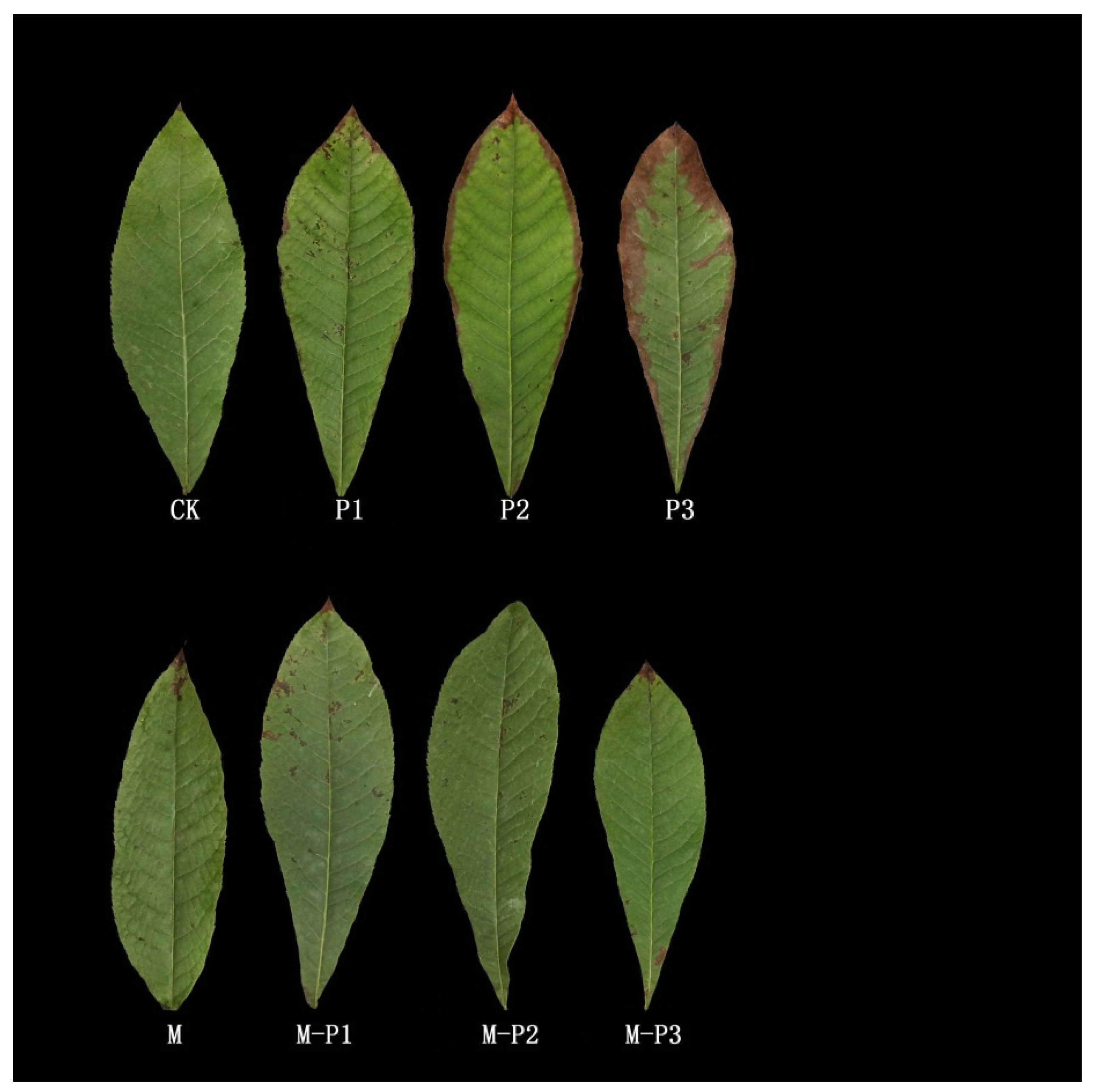 Agronomy 09 00702 g001 Agronomy 09 00702 g001