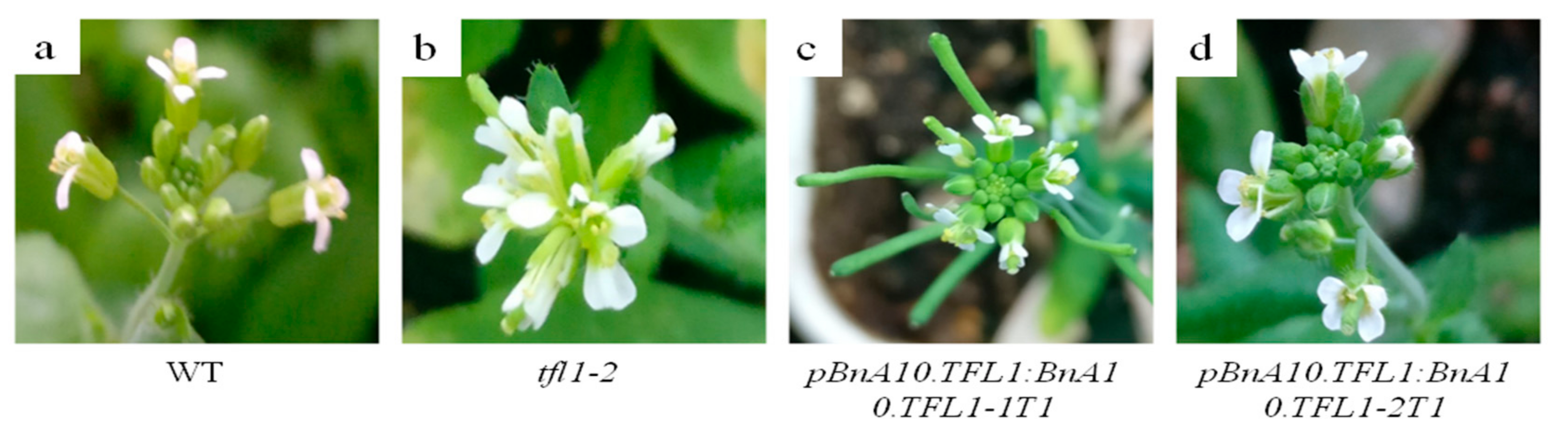 Agronomy 09 00722 g004