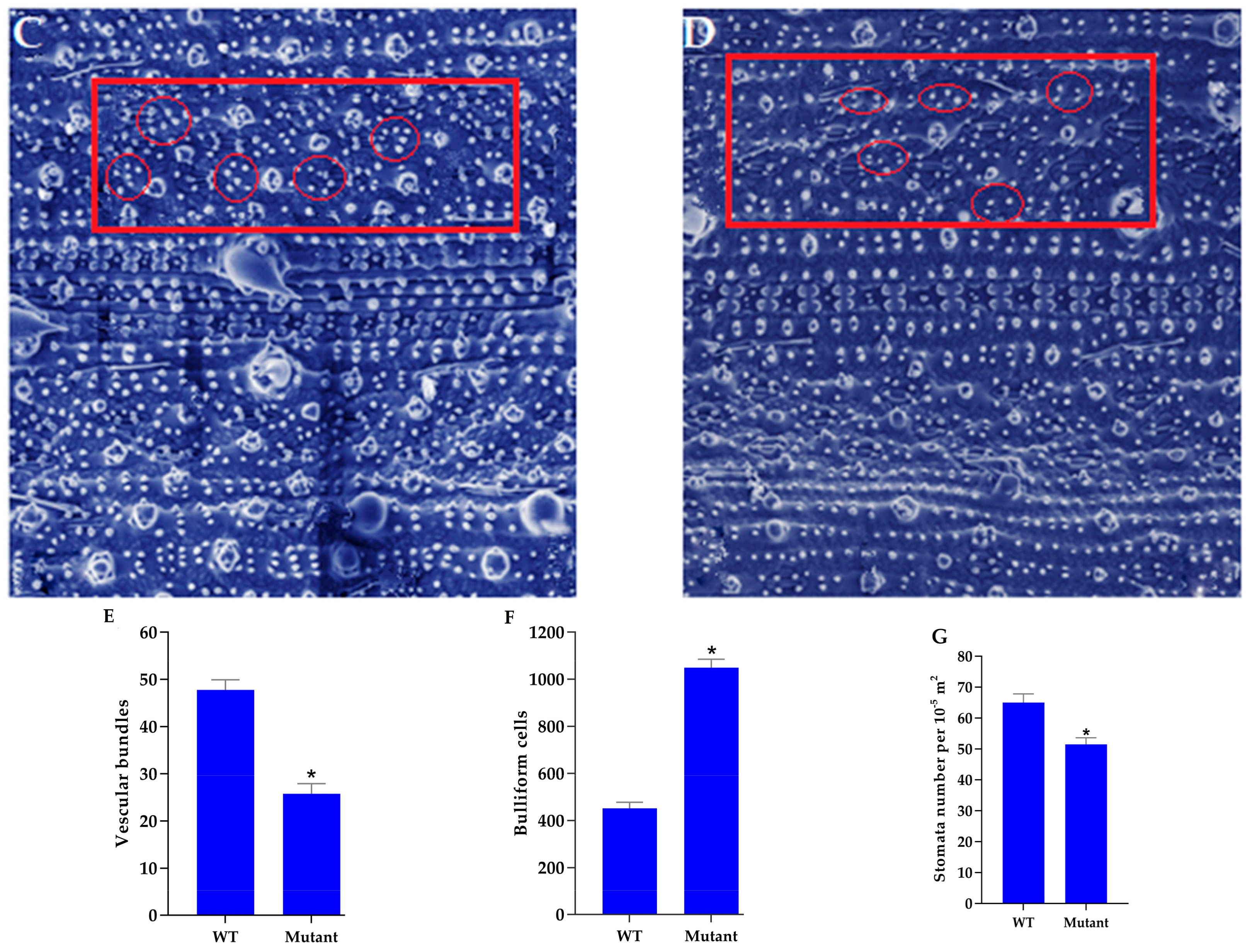 Agronomy 09 00728 g004b Agronomy 09 00728 g004b