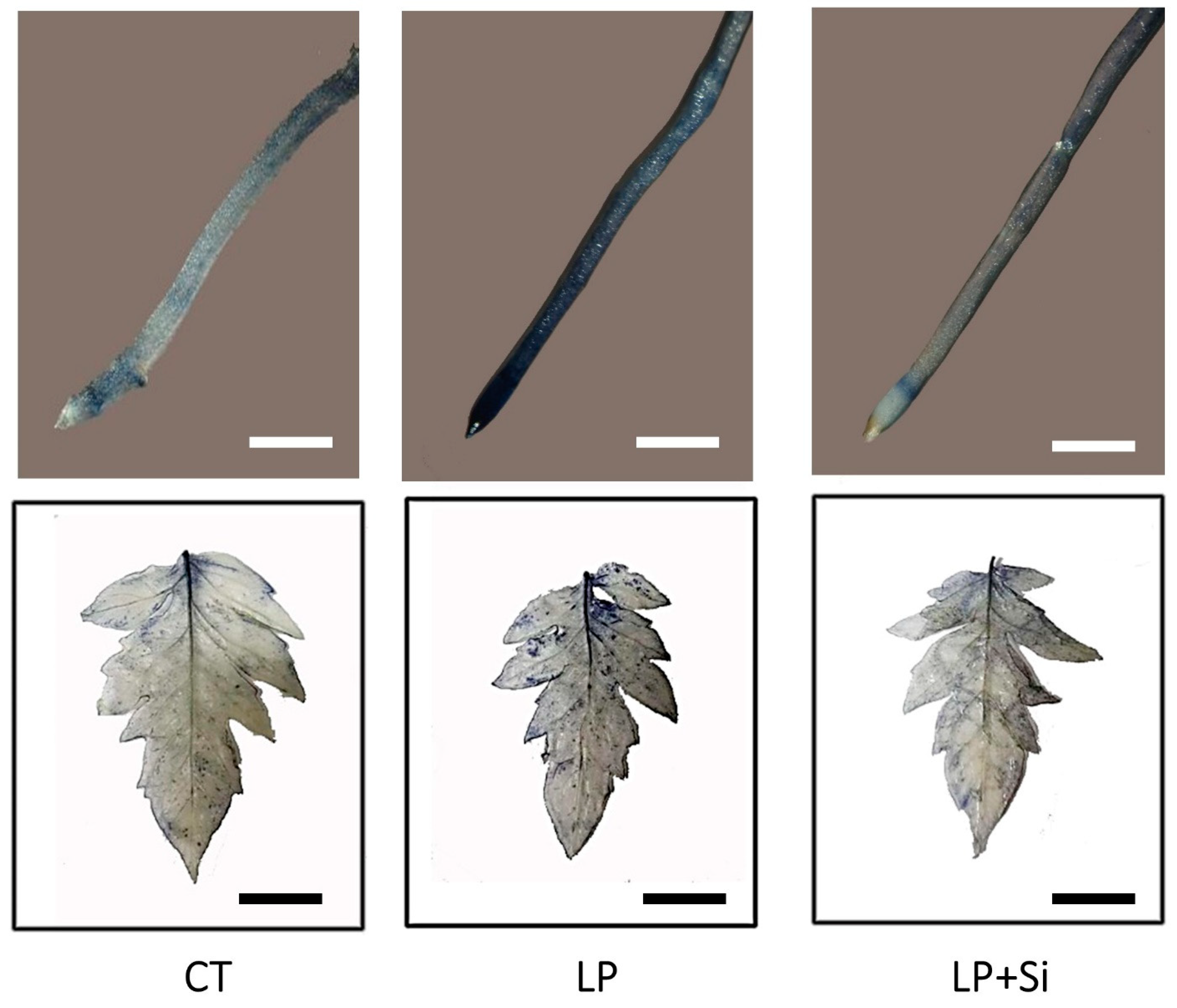 Agronomy 09 00733 g002 Agronomy 09 00733 g002