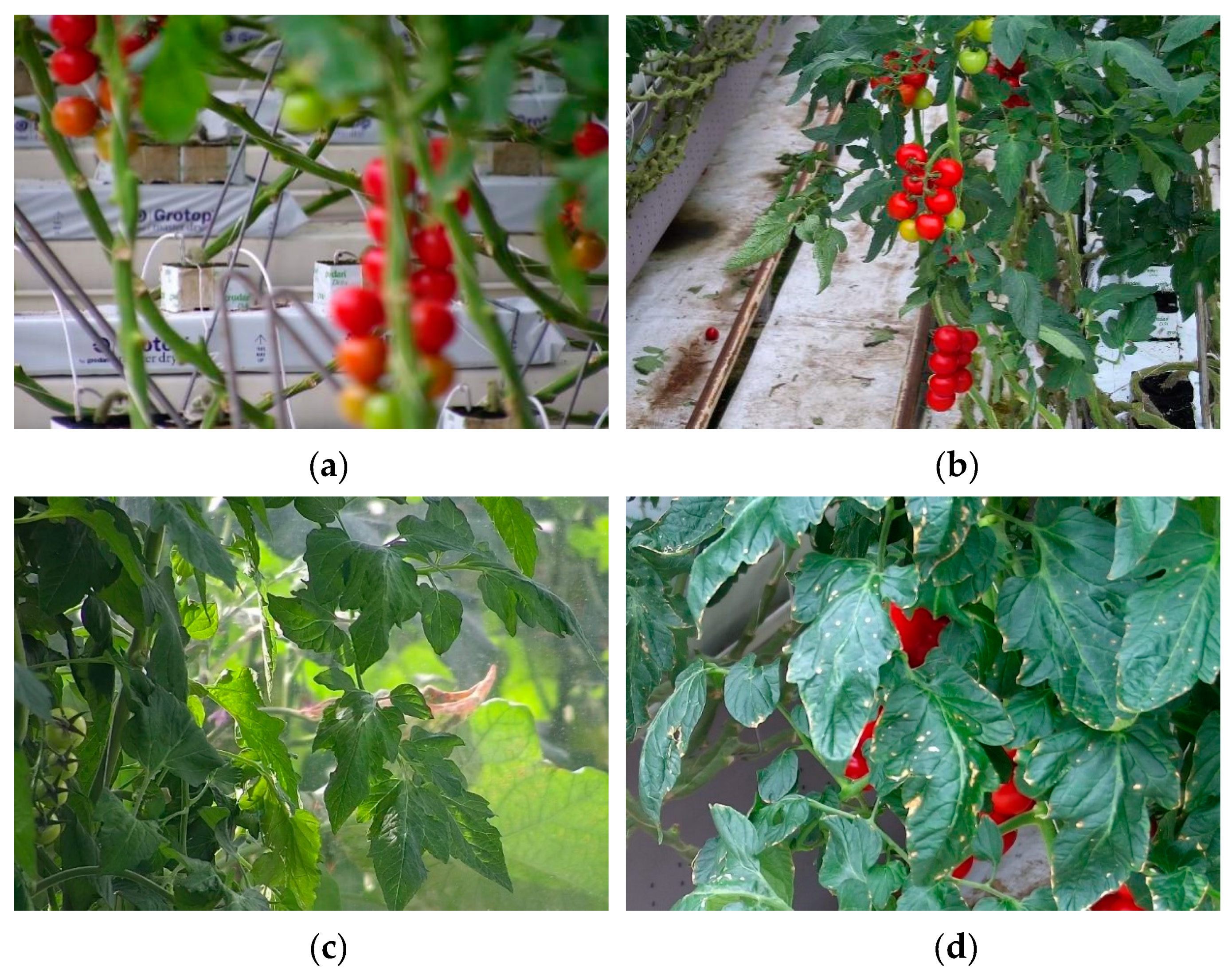 Agronomy 09 00737 g005