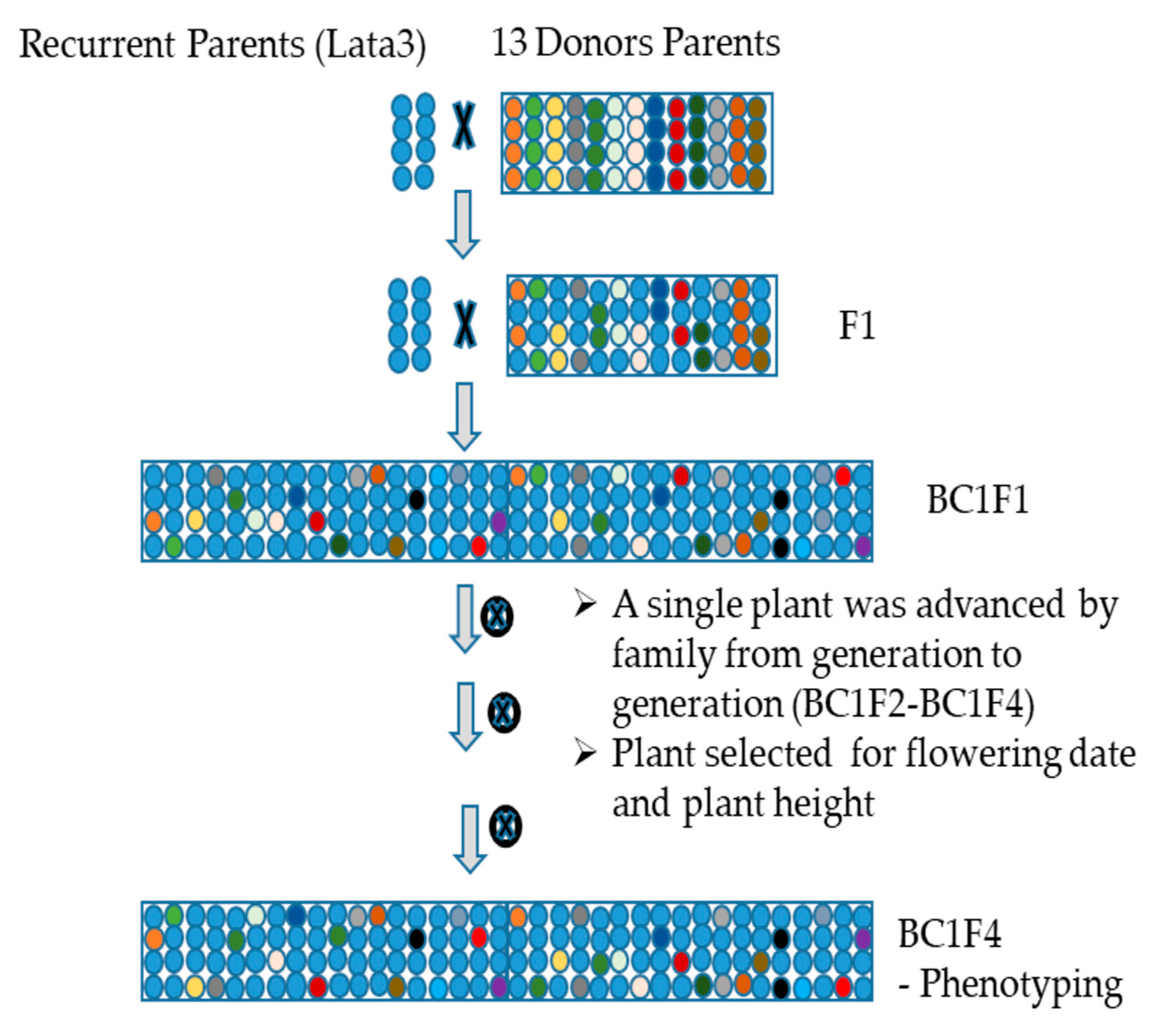 Agronomy 09 00742 g001