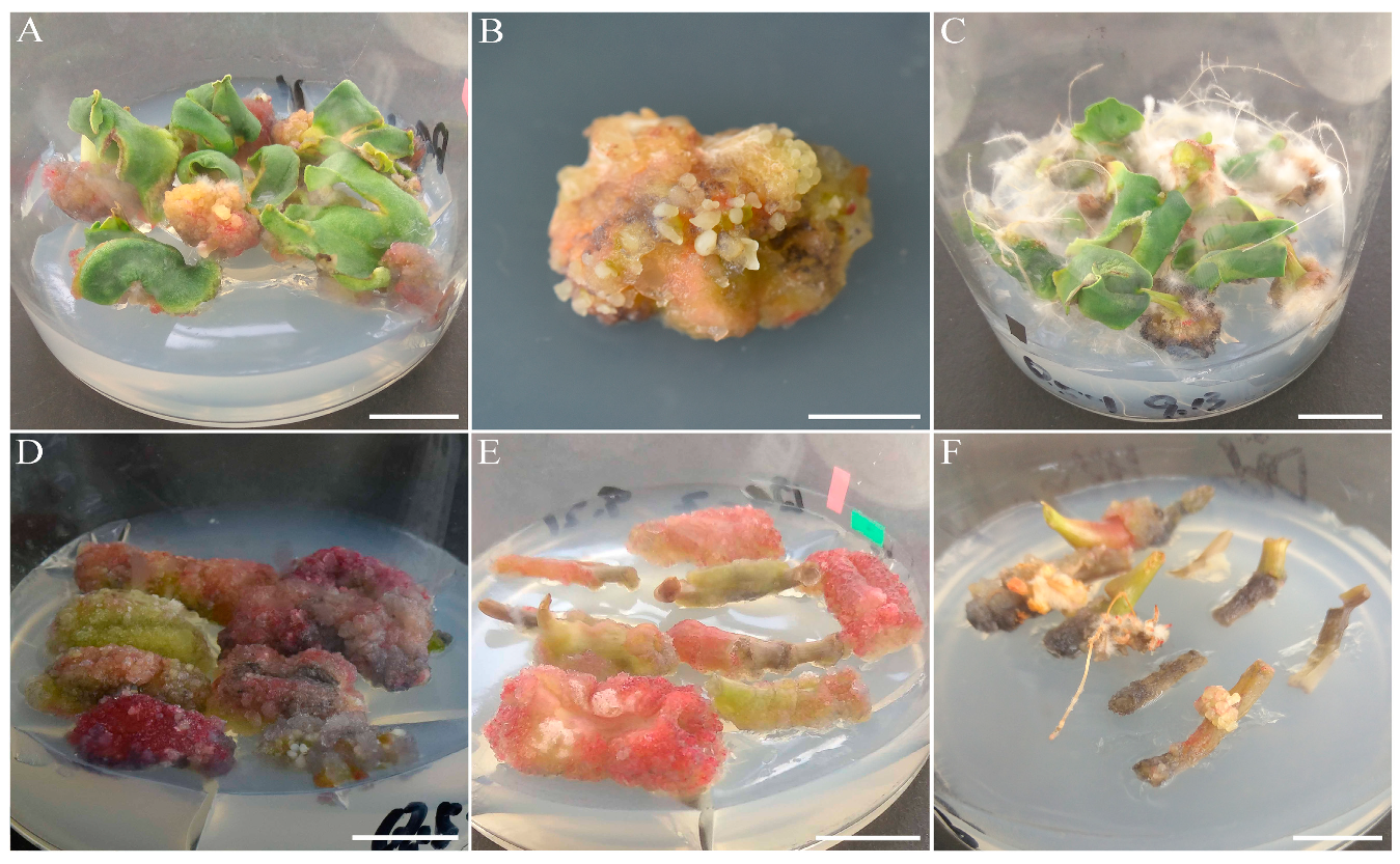 Agronomy 09 00768 g002 Agronomy 09 00768 g002