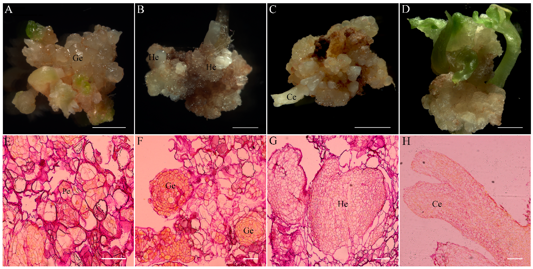 Agronomy 09 00768 g005 Agronomy 09 00768 g005