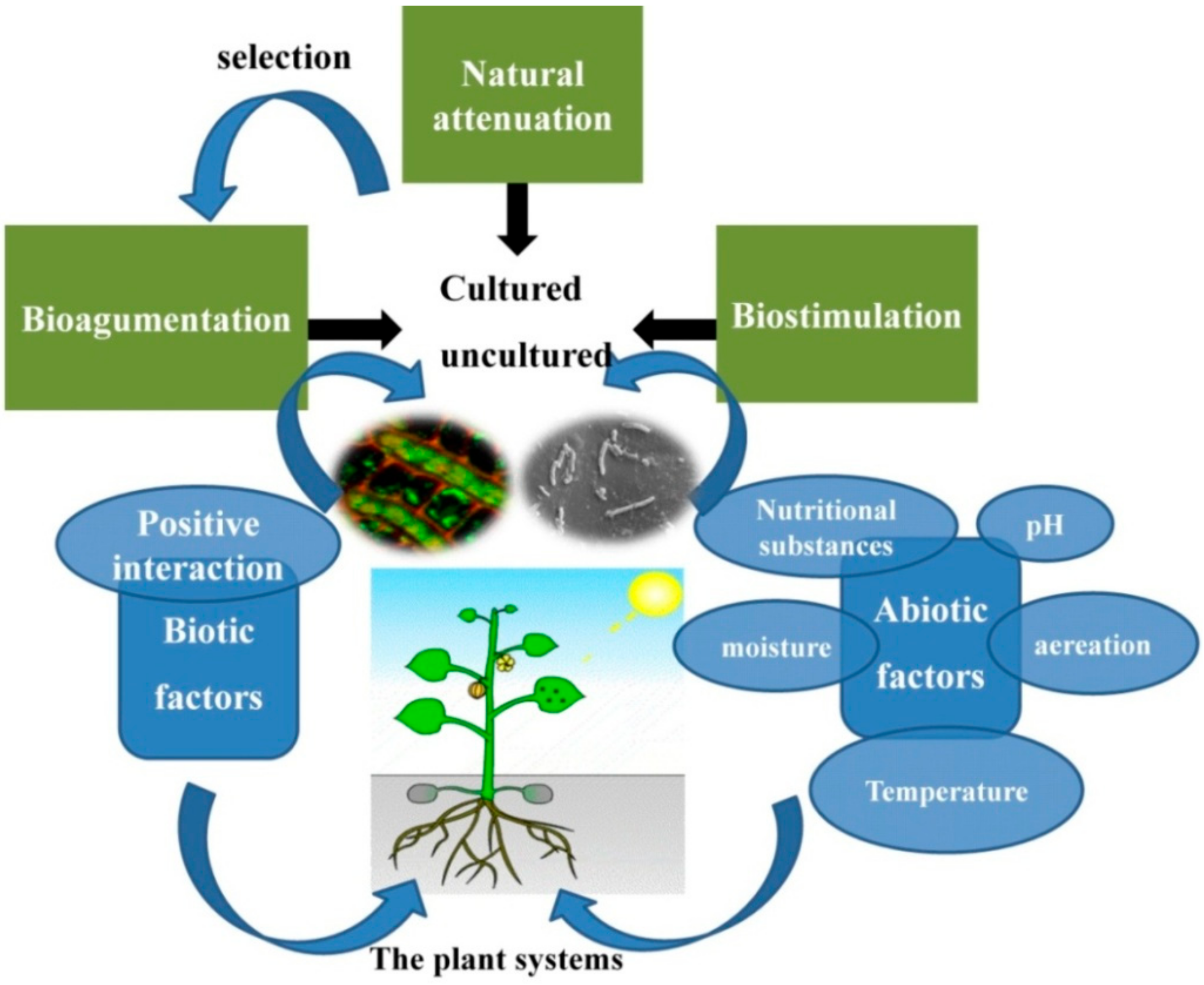 Biotic factors. Biotic abiotic. Abiotic Factor. Фишщешс афсещк. Биотик фактор игра