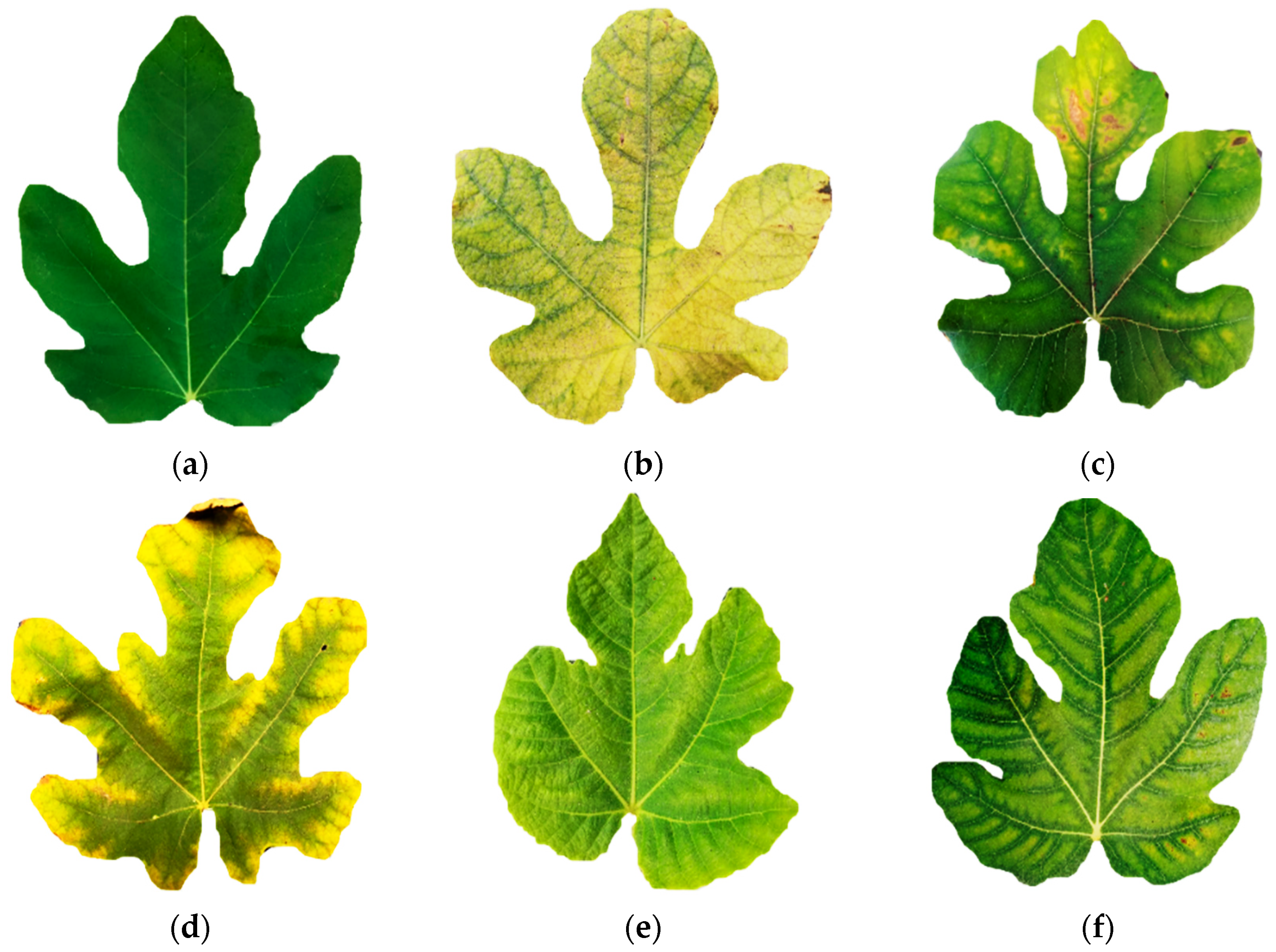 tråd dump Soaked Agronomy | Free Full-Text | Visual Symptoms, Vegetative Growth, and Mineral  Concentration in Fig Tree (Ficus carica L.) Under Macronutrient Deficiencies