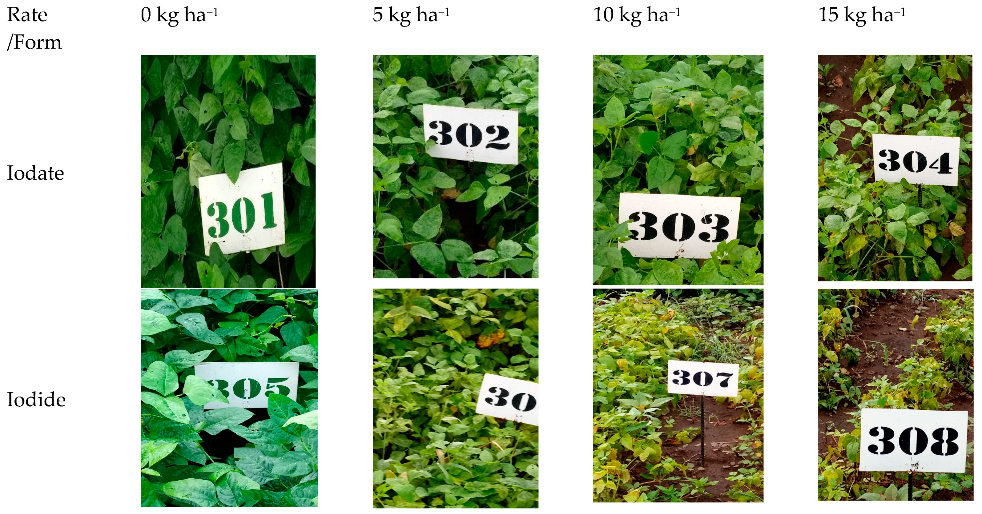 Agronomy 09 00797 g006 550