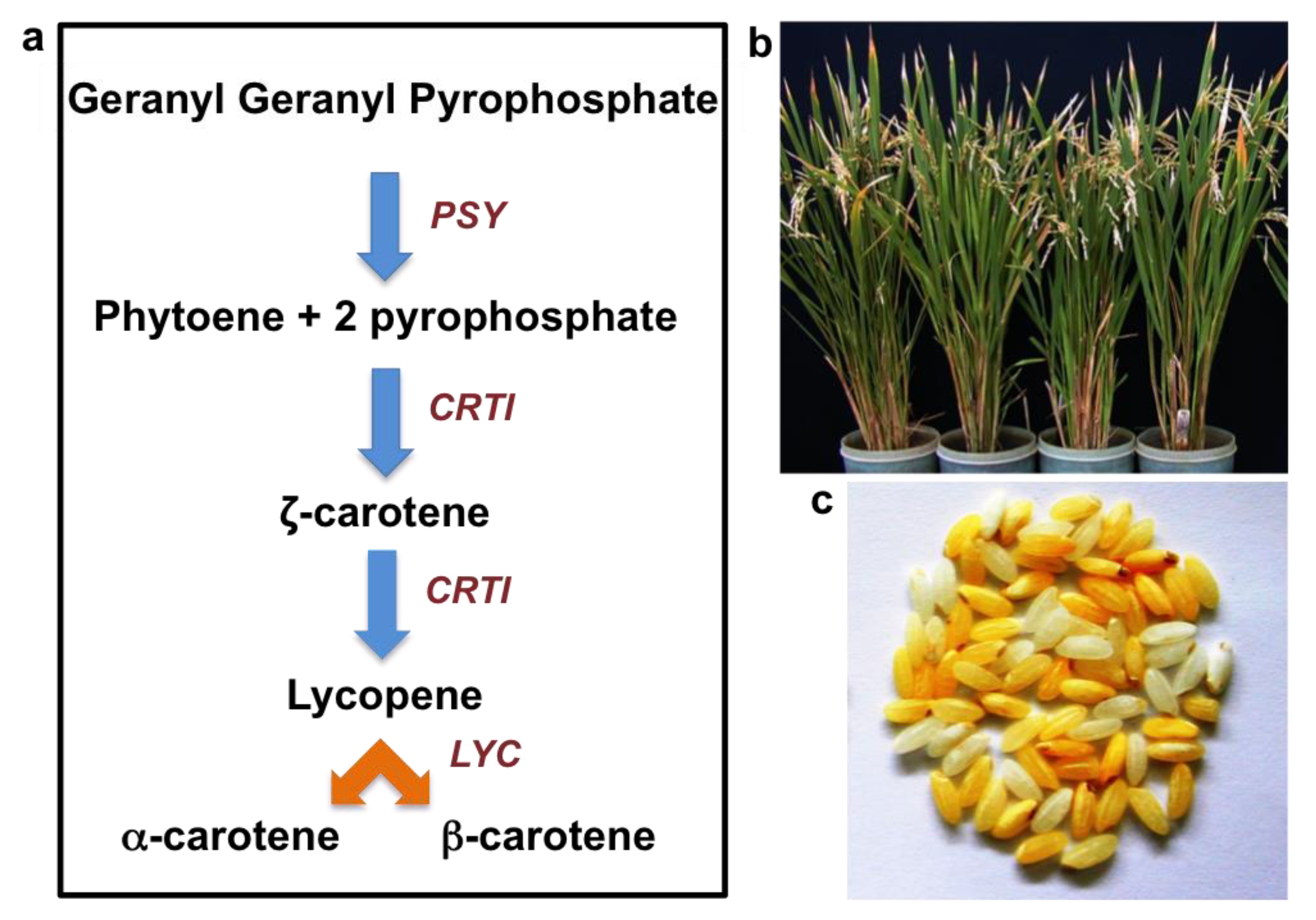 Agronomy 09 00803 g006