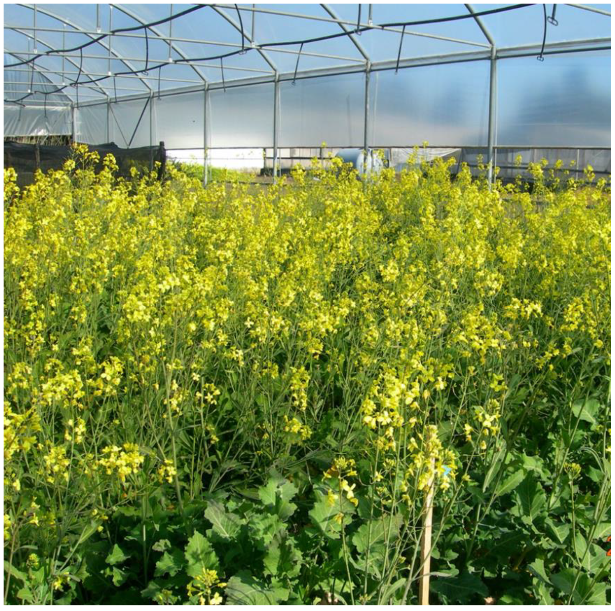 Agronomy 09 00820 g002