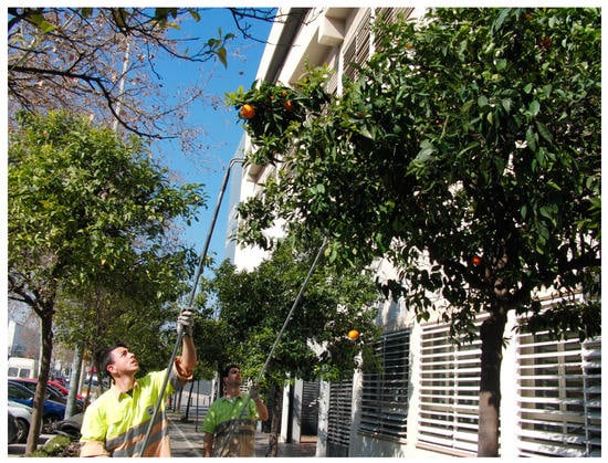 Agronomy Free Full Text Mechanical Harvesting Of Ornamental Citrus Trees In Valencia Spain Html