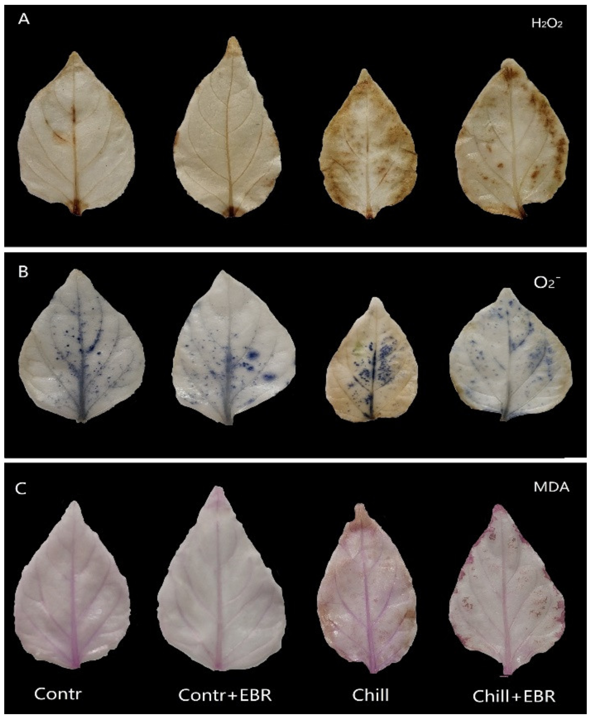 Agronomy 09 00839 g004