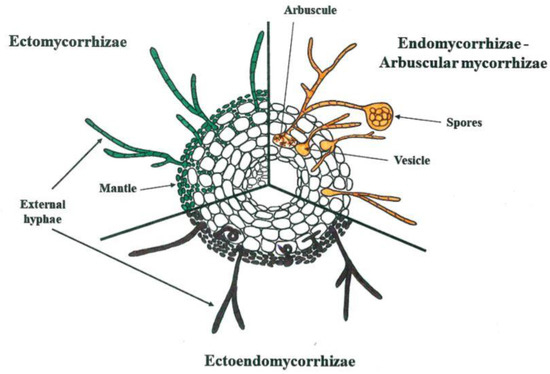 Agronomy Free Full Text A Review Of Studies From The Last Twenty Years On Plant Arbuscular Mycorrhizal Fungi Associations And Their Uses For Wheat Crops Html
