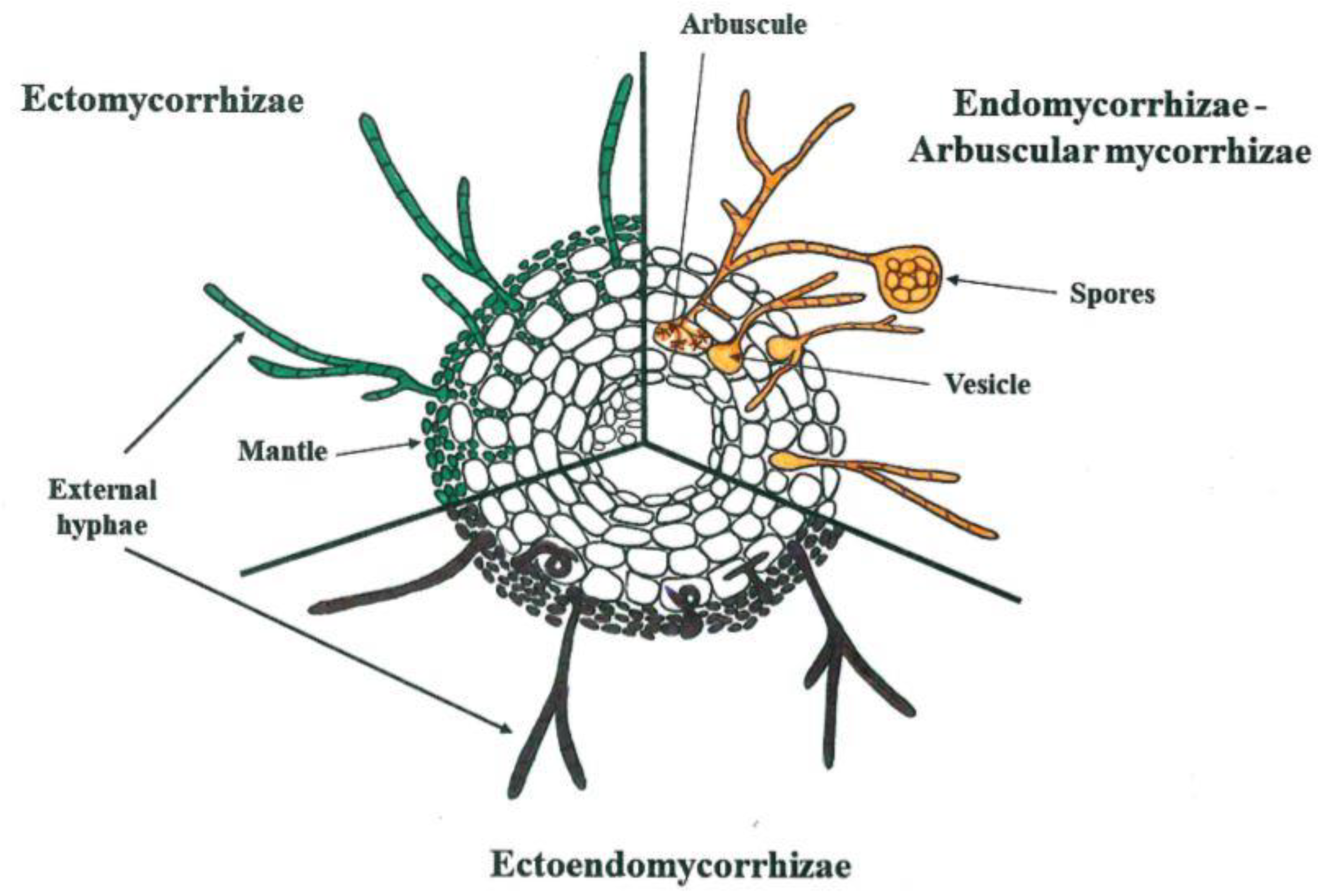 Agronomy | Free Full-Text | A Review of Studies from the Last ...