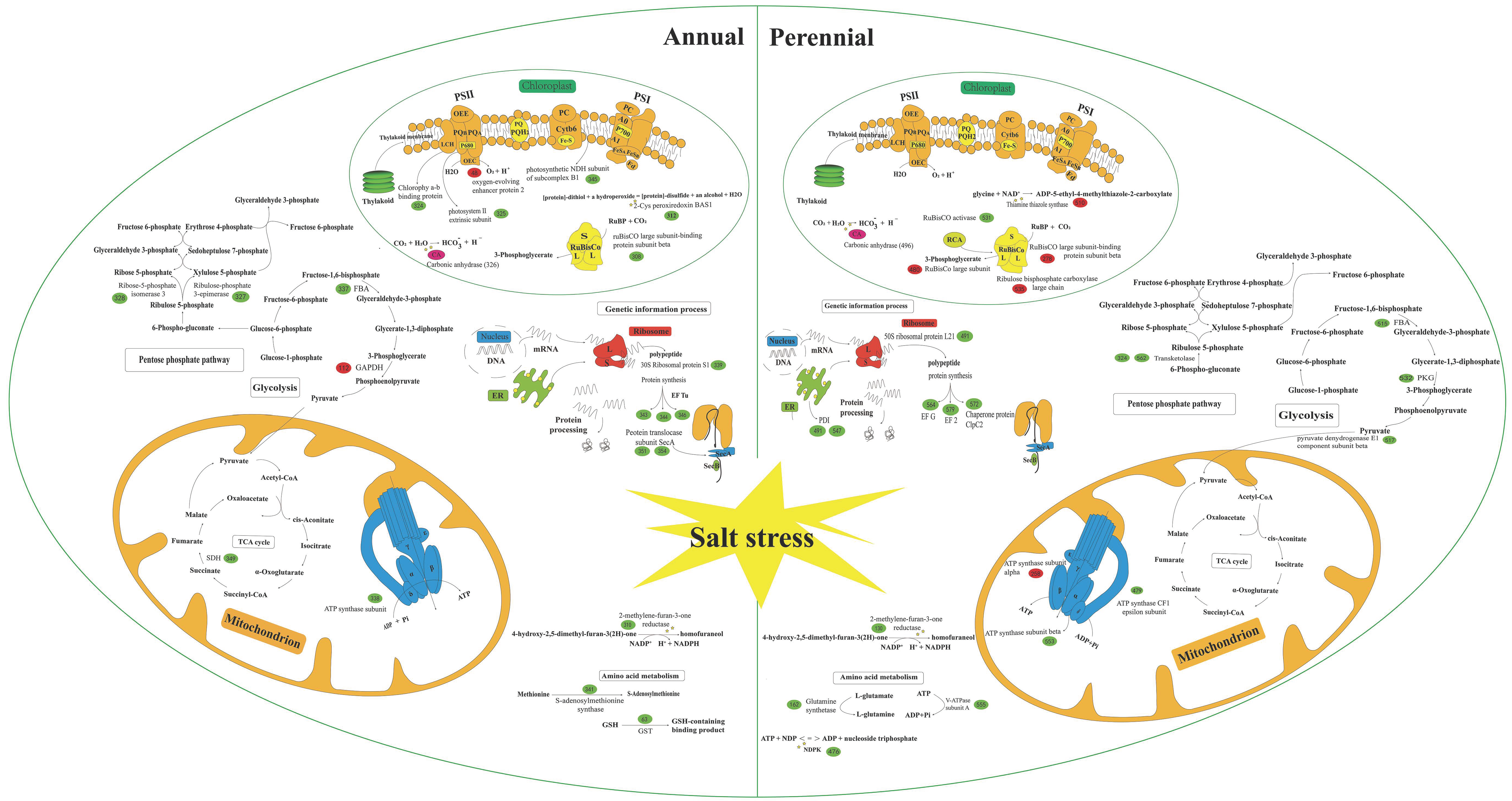Agronomy 09 00843 g005 Agronomy 09 00843 g005
