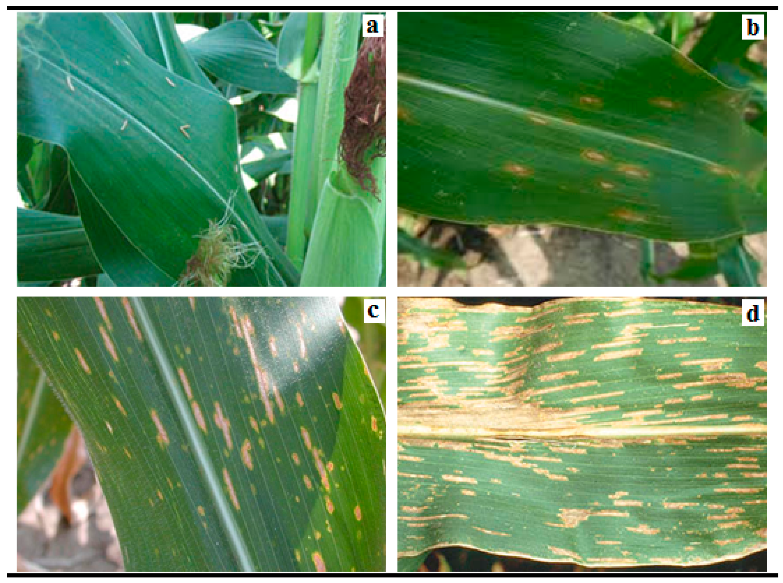 Agronomy 09 00846 g002