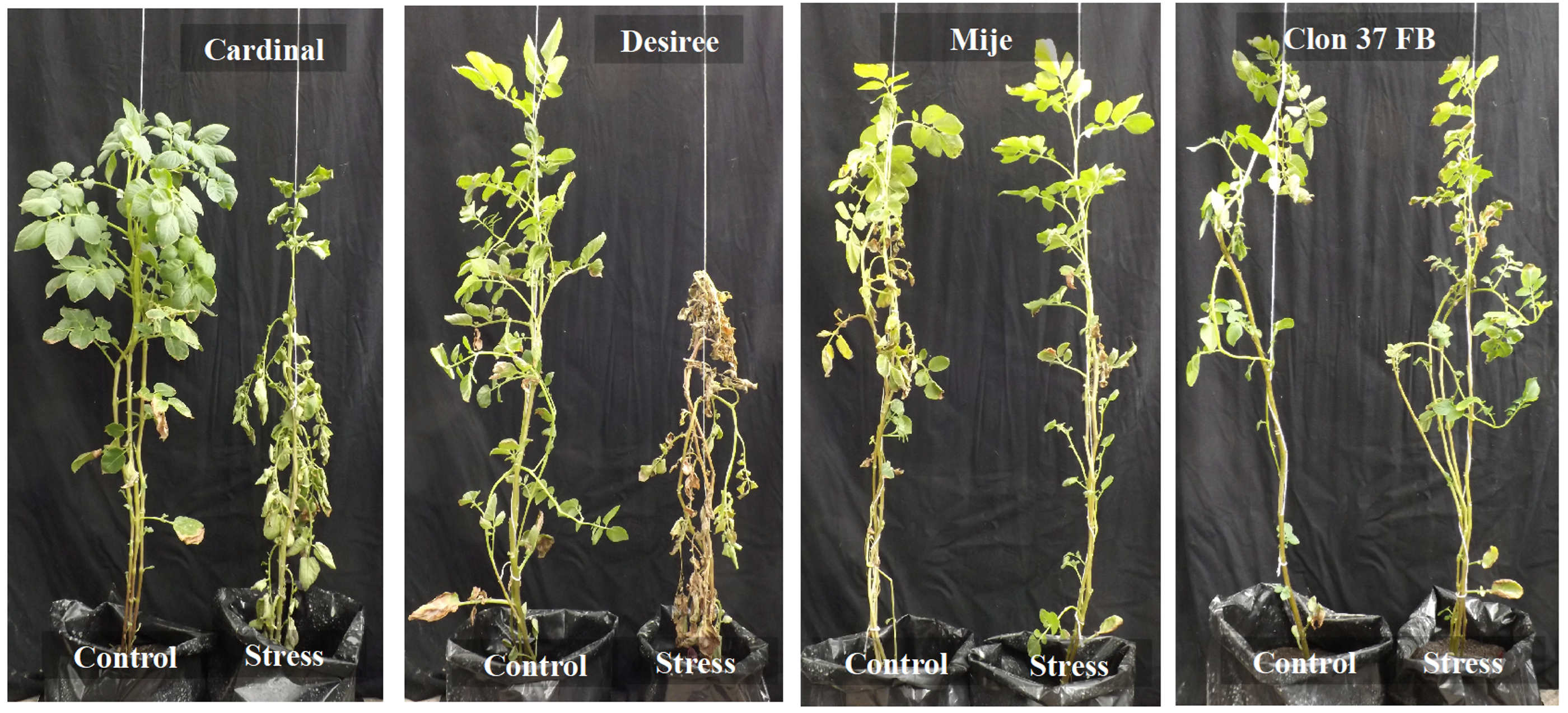 Agronomy 09 00848 g003 Agronomy 09 00848 g003