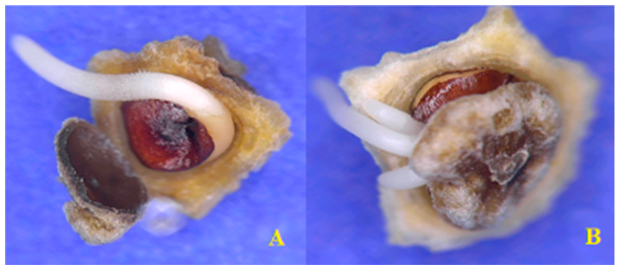 Agronomy 09 00863 g001