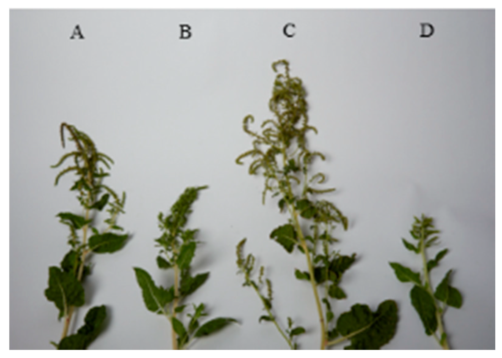 Agronomy 09 00863 g007