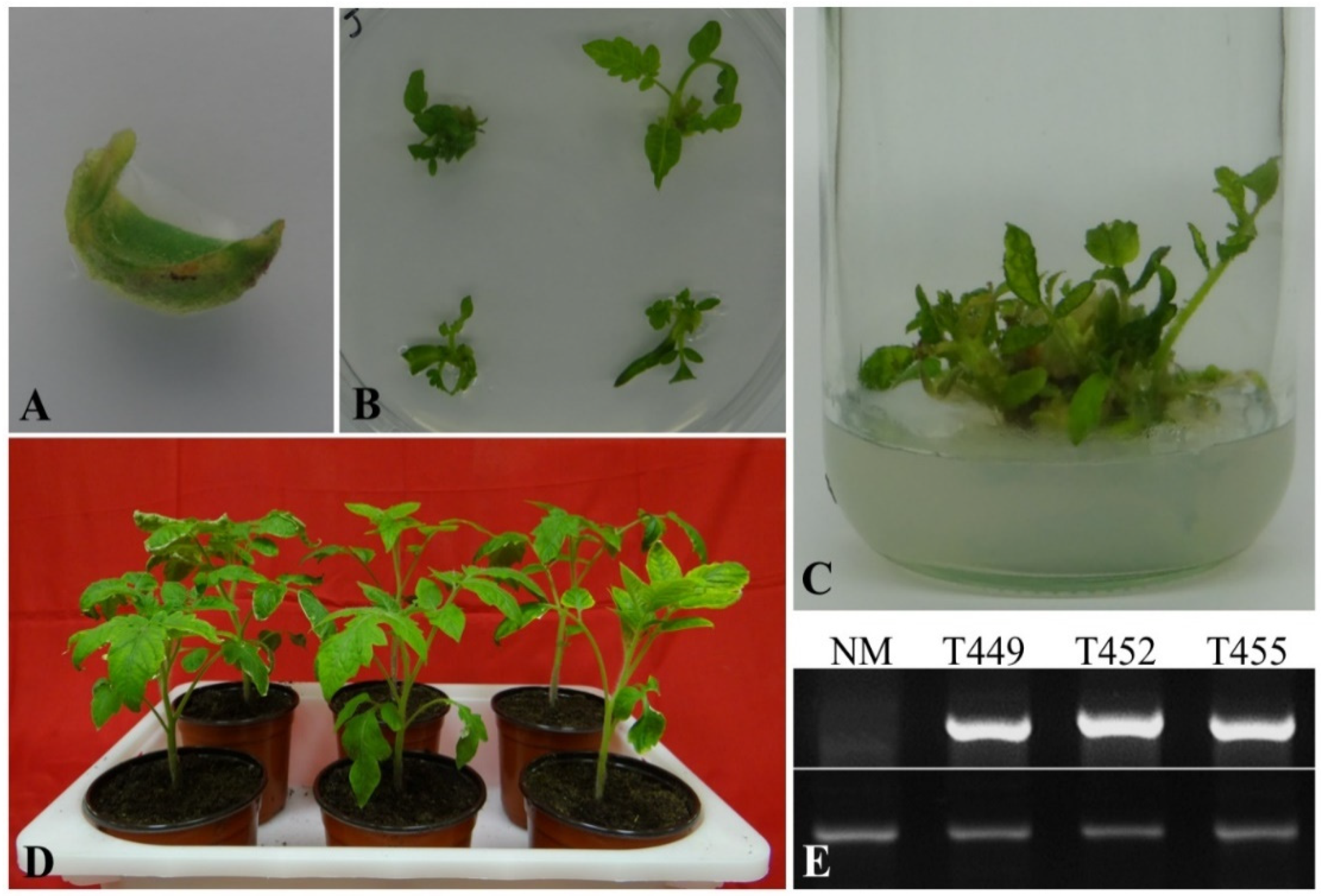 Agronomy 09 00893 g003 Agronomy 09 00893 g003