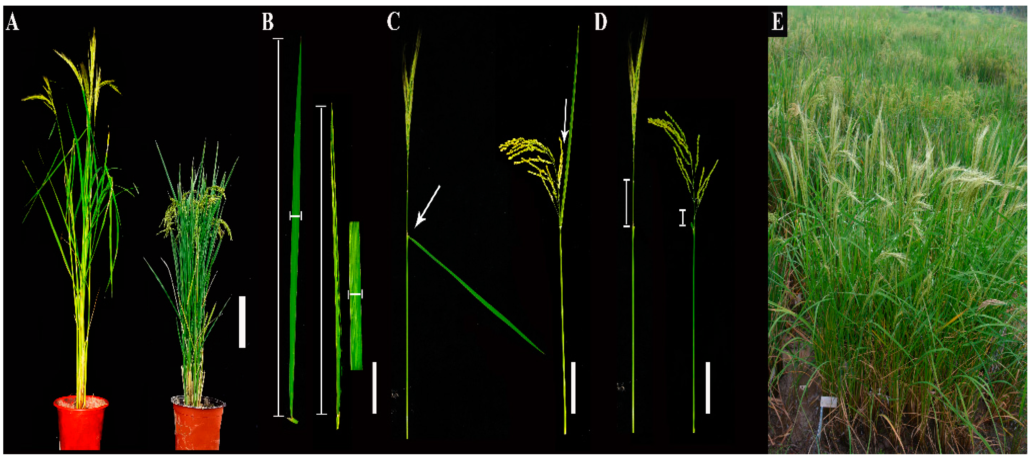 Agronomy 10 00028 g001 Agronomy 10 00028 g001