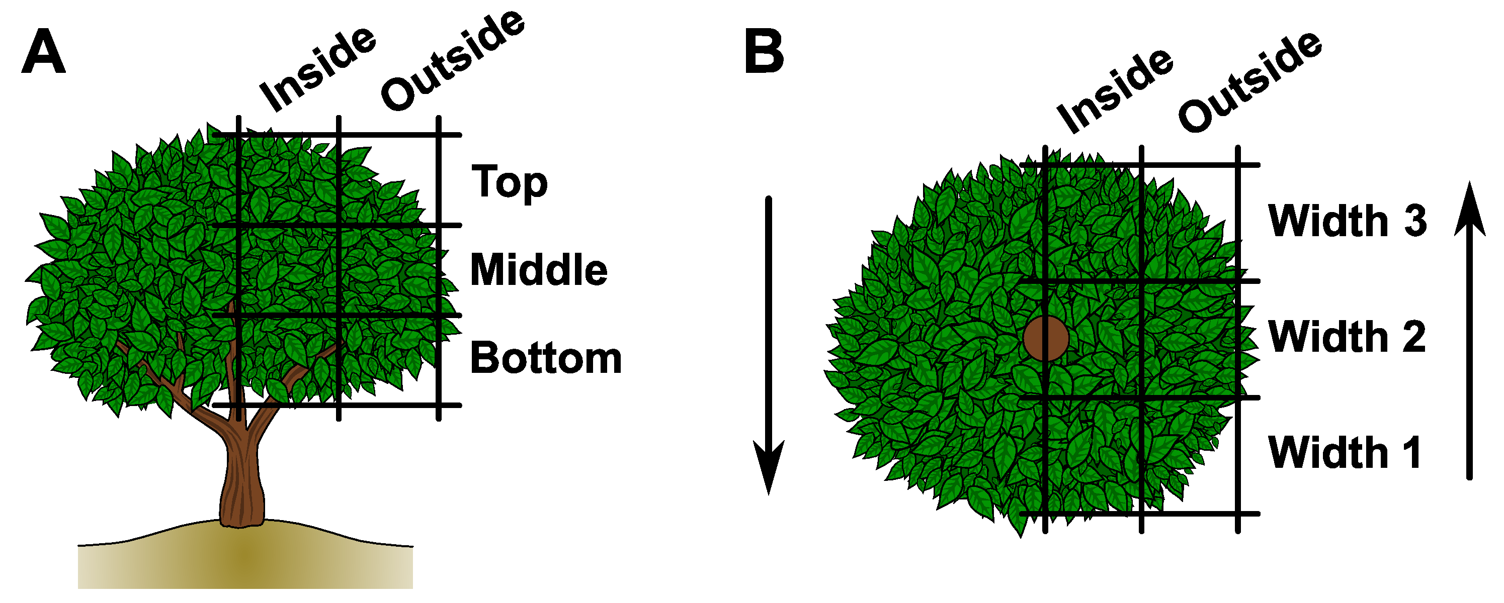 Agronomy 10 00032 g002