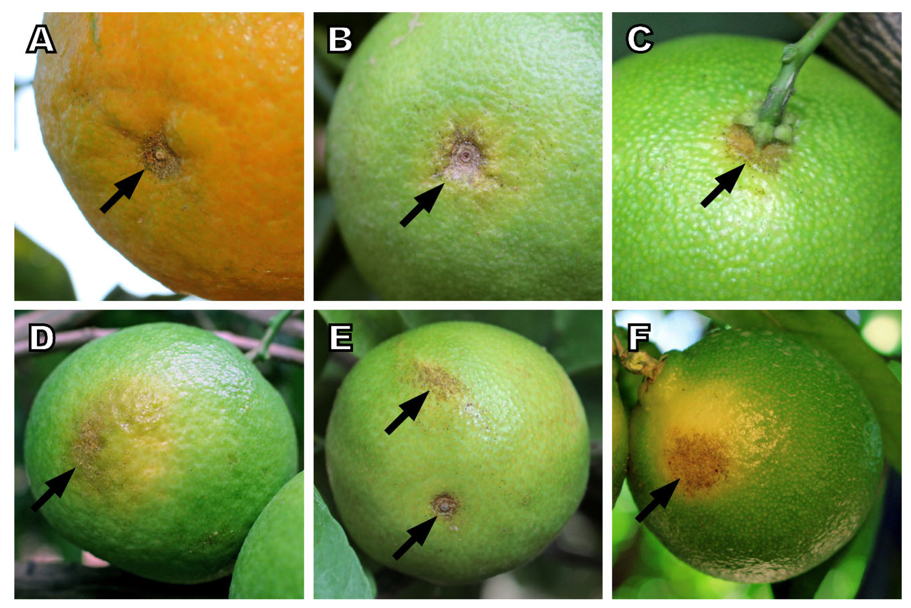 Agronomy 10 00032 g003